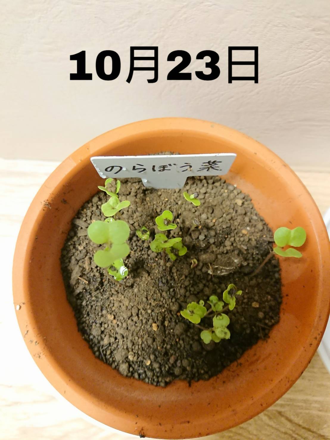 http://www.ige.tohoku.ac.jp/prg/watanabe/as-vegetable2019/images/20191026234414-26f3474d128f49b79a9a66882aaa53816f5de949.jpg