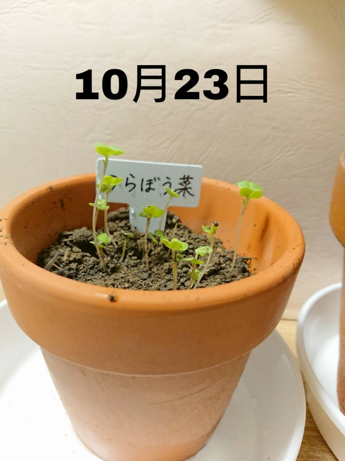 http://www.ige.tohoku.ac.jp/prg/watanabe/as-vegetable2019/images/20191026234437-8efd98078646660eaa71dc9bf9cf852ea8b88929.jpg