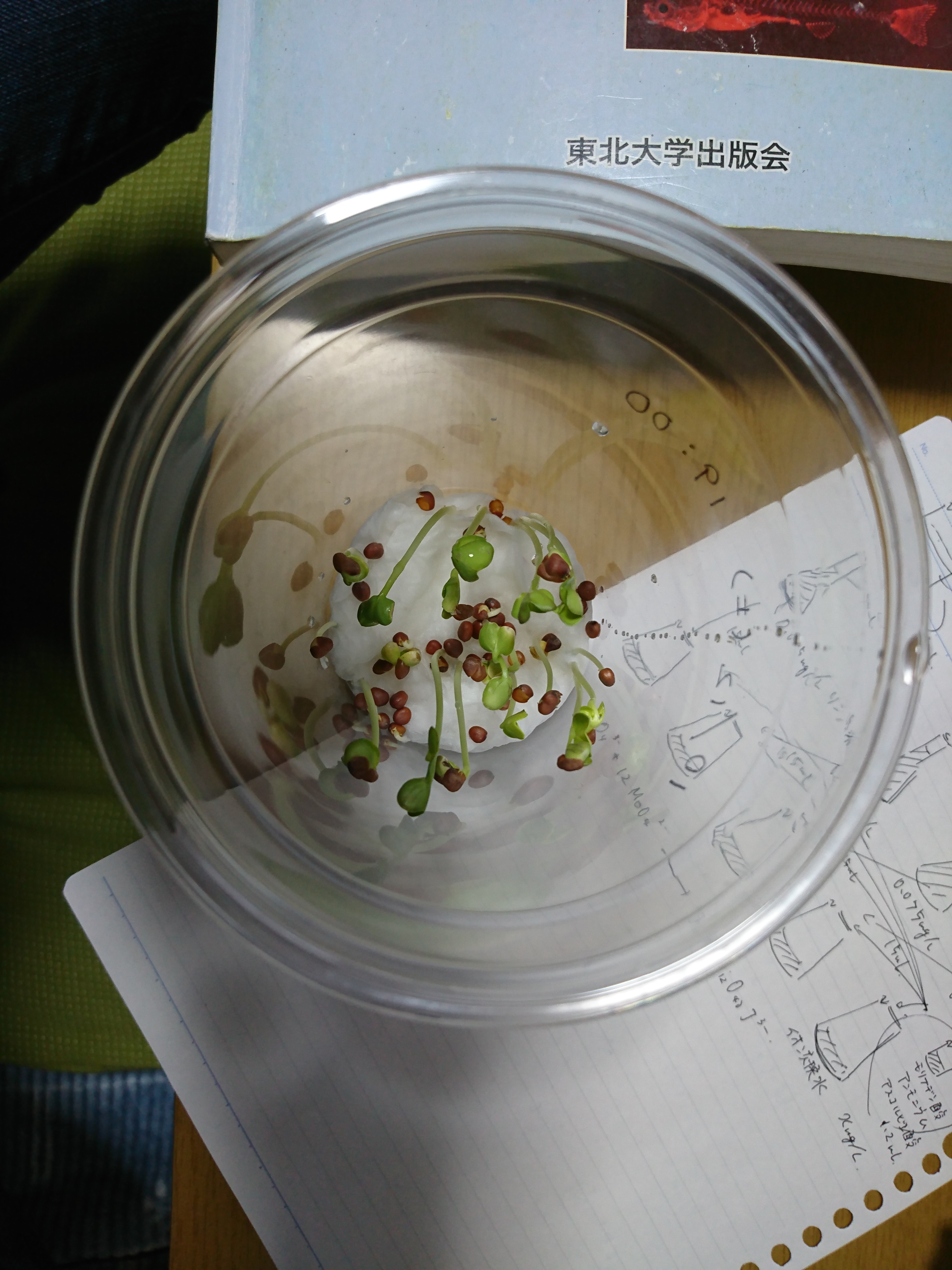 http://www.ige.tohoku.ac.jp/prg/watanabe/as-vegetable2019/images/20191028162055-4b2d44e8703ac1582521e21ac5e5da2f740975b2.JPG
