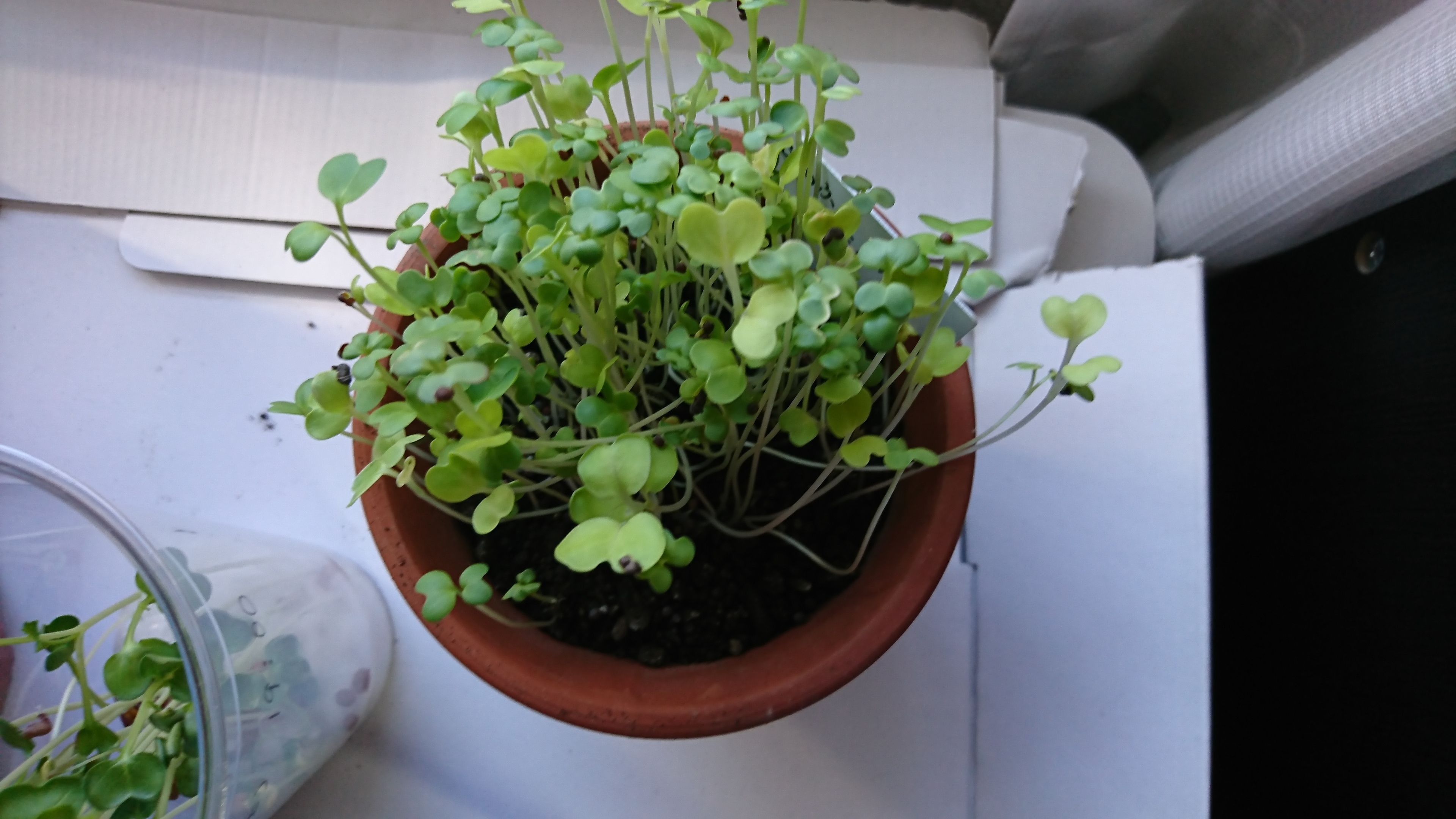 http://www.ige.tohoku.ac.jp/prg/watanabe/as-vegetable2019/images/20191028165352-8011d292acf91672eca75564cee93e00c64754f8.JPG