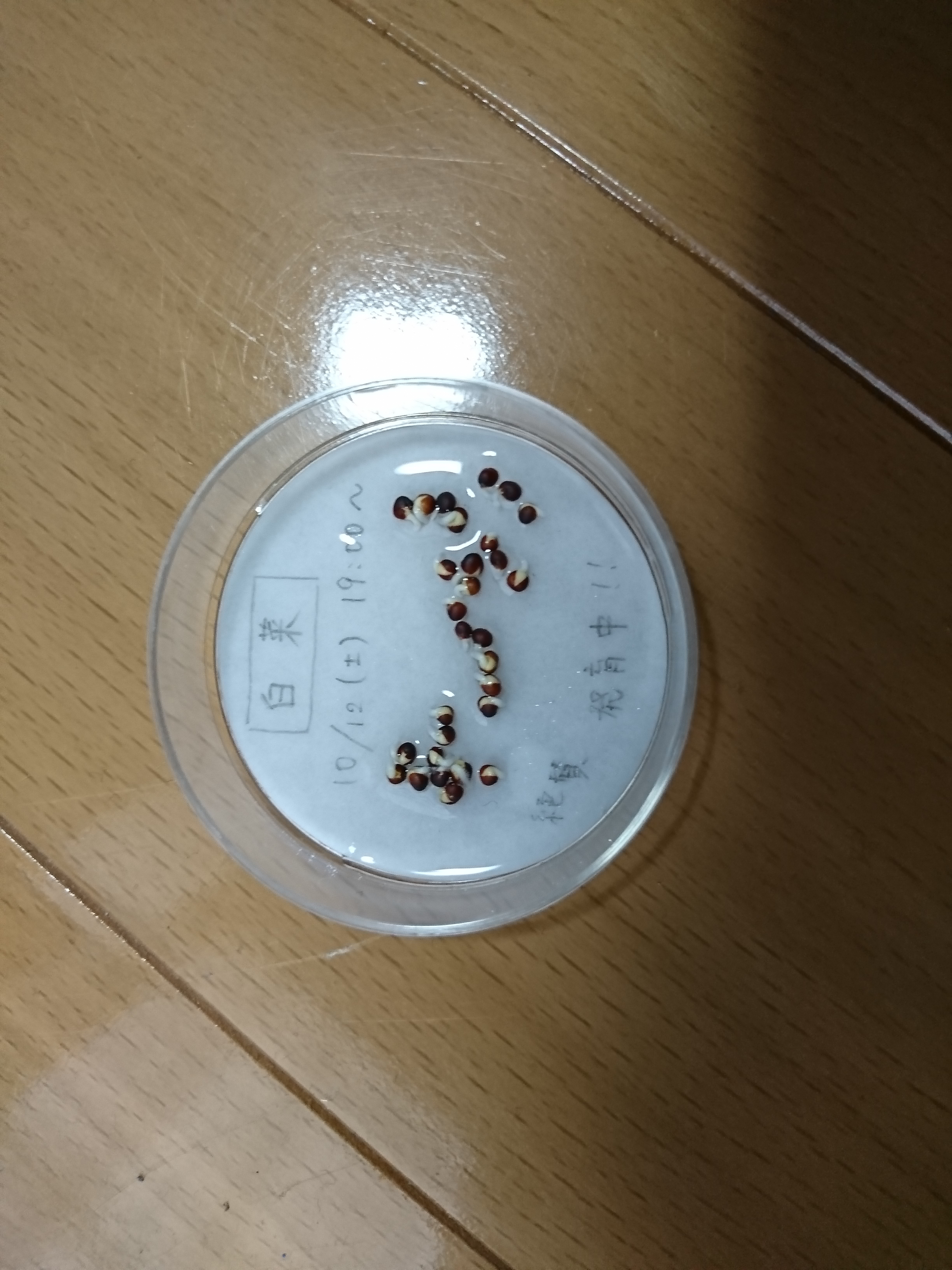 http://www.ige.tohoku.ac.jp/prg/watanabe/as-vegetable2019/images/20191029150402-939a948d7d5cd46b133fb05f278d27065e69092b.JPG
