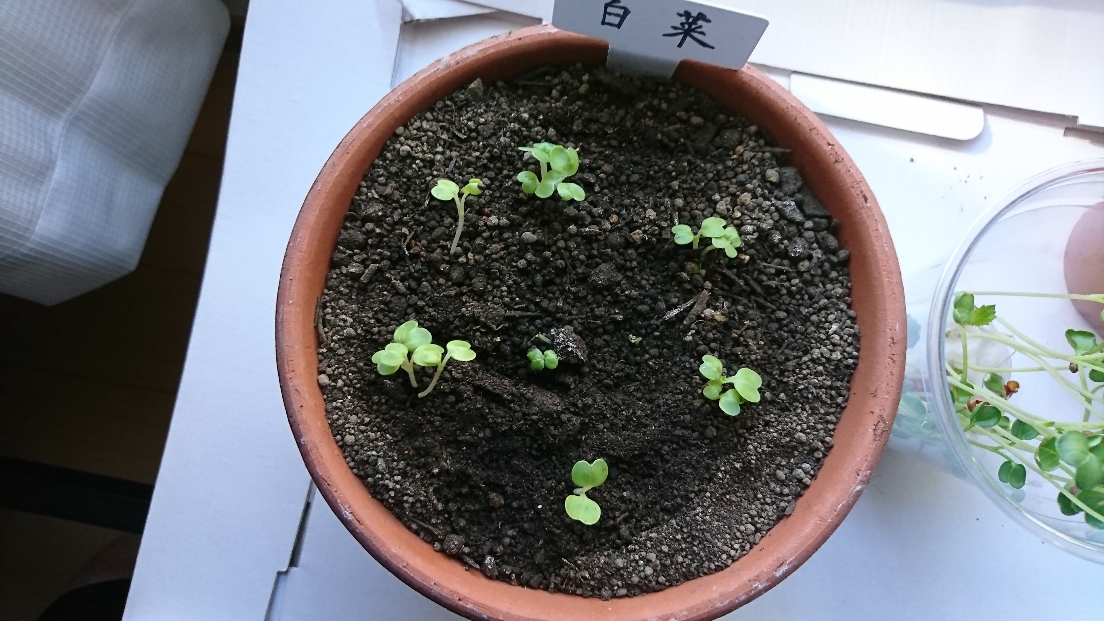 http://www.ige.tohoku.ac.jp/prg/watanabe/as-vegetable2019/images/20191029153045-6bd38918d6386140bf42298e87b207274e69075f.JPG
