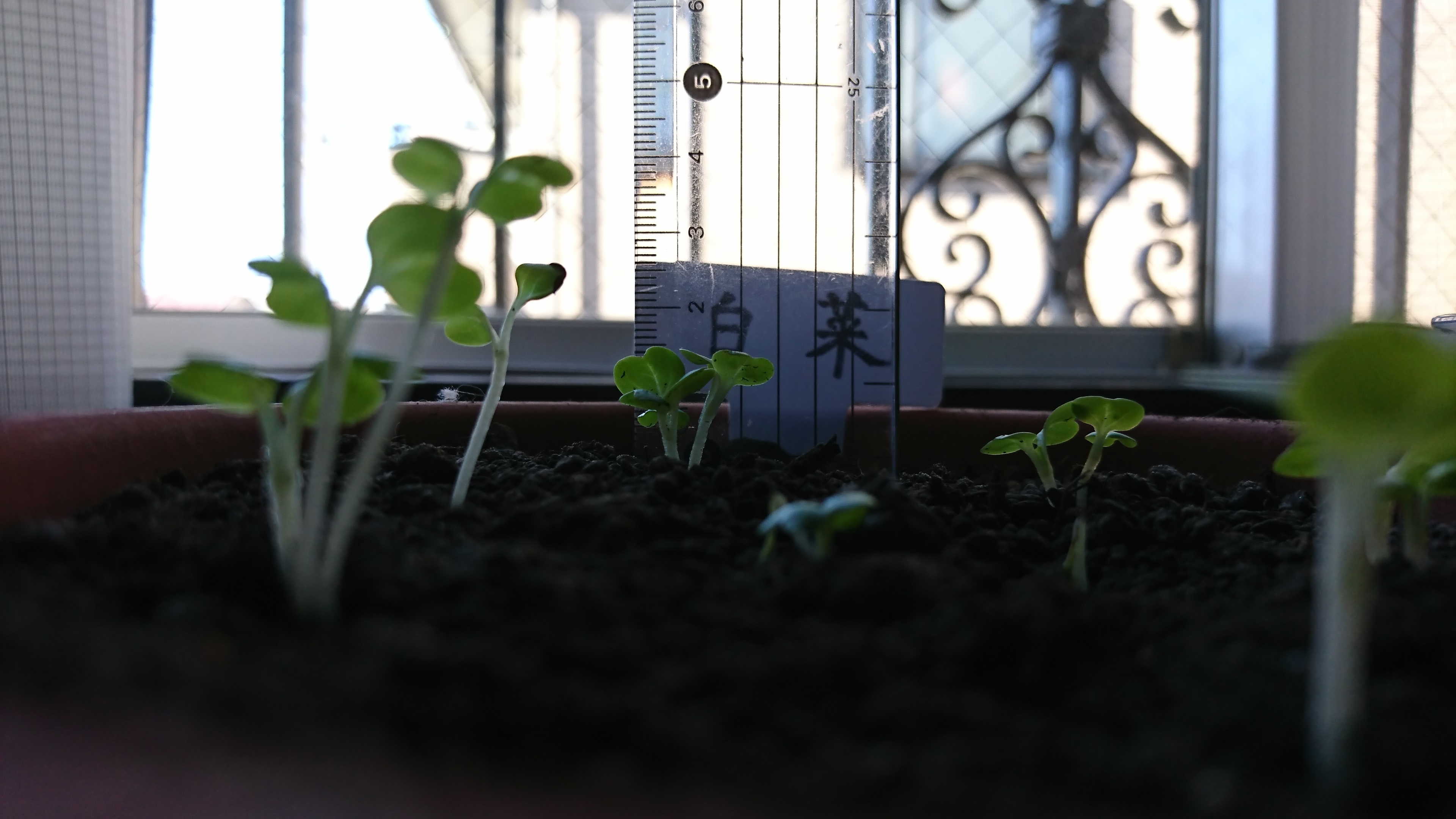 http://www.ige.tohoku.ac.jp/prg/watanabe/as-vegetable2019/images/20191029153435-456bf27c5f27d892246d7ee24db8bb91b704d683.JPG