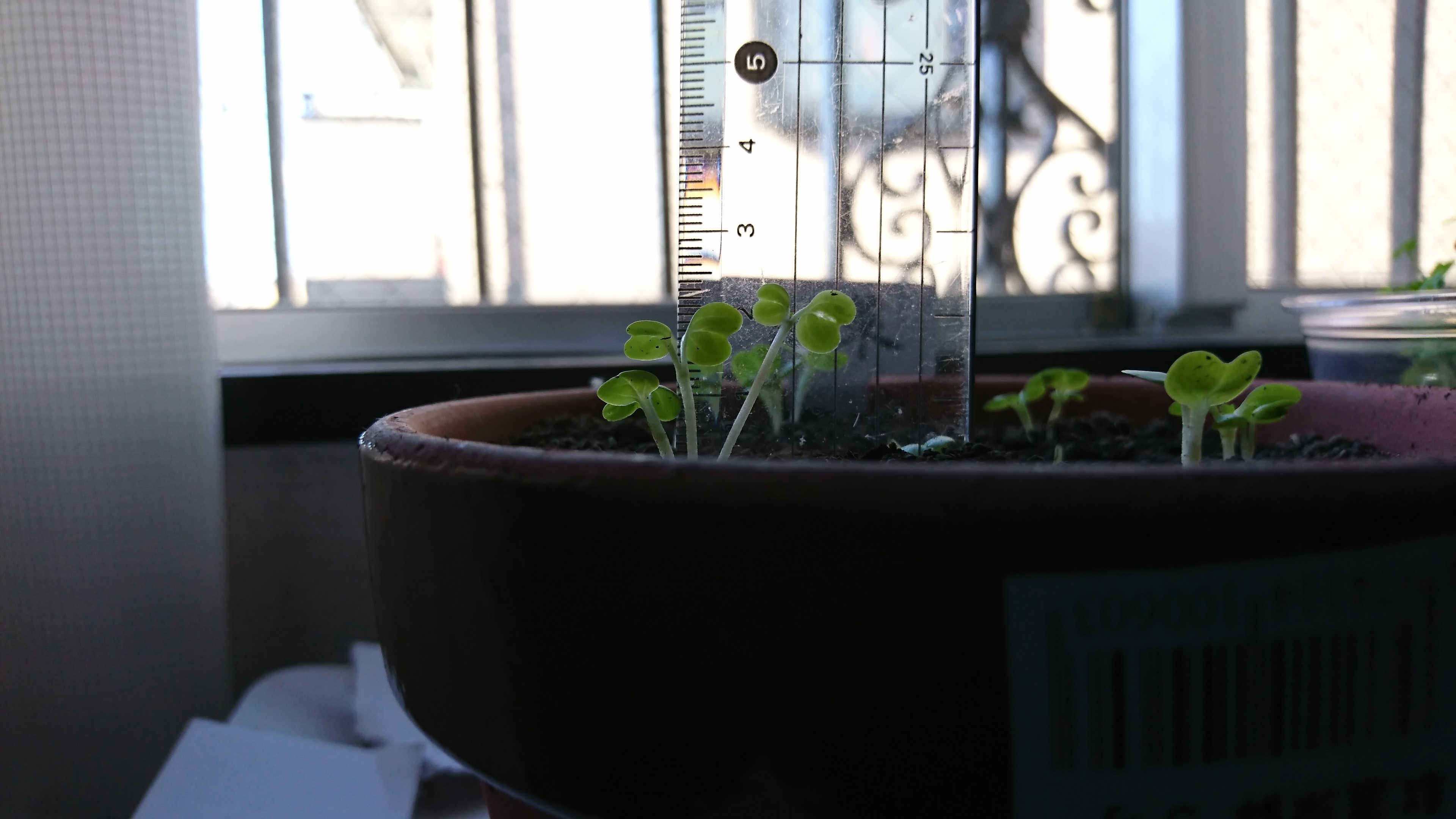 http://www.ige.tohoku.ac.jp/prg/watanabe/as-vegetable2019/images/20191029154656-0e6a774ee7c37b3bbb41996d338f49914f7751d8.JPG