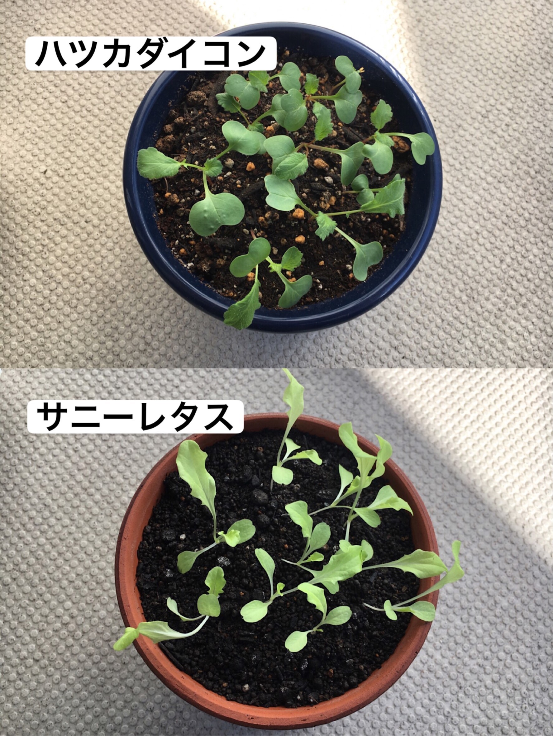 http://www.ige.tohoku.ac.jp/prg/watanabe/as-vegetable2019/images/20191030123332-76fa6ae0011b28ee238380e943526777b994cd96.jpg