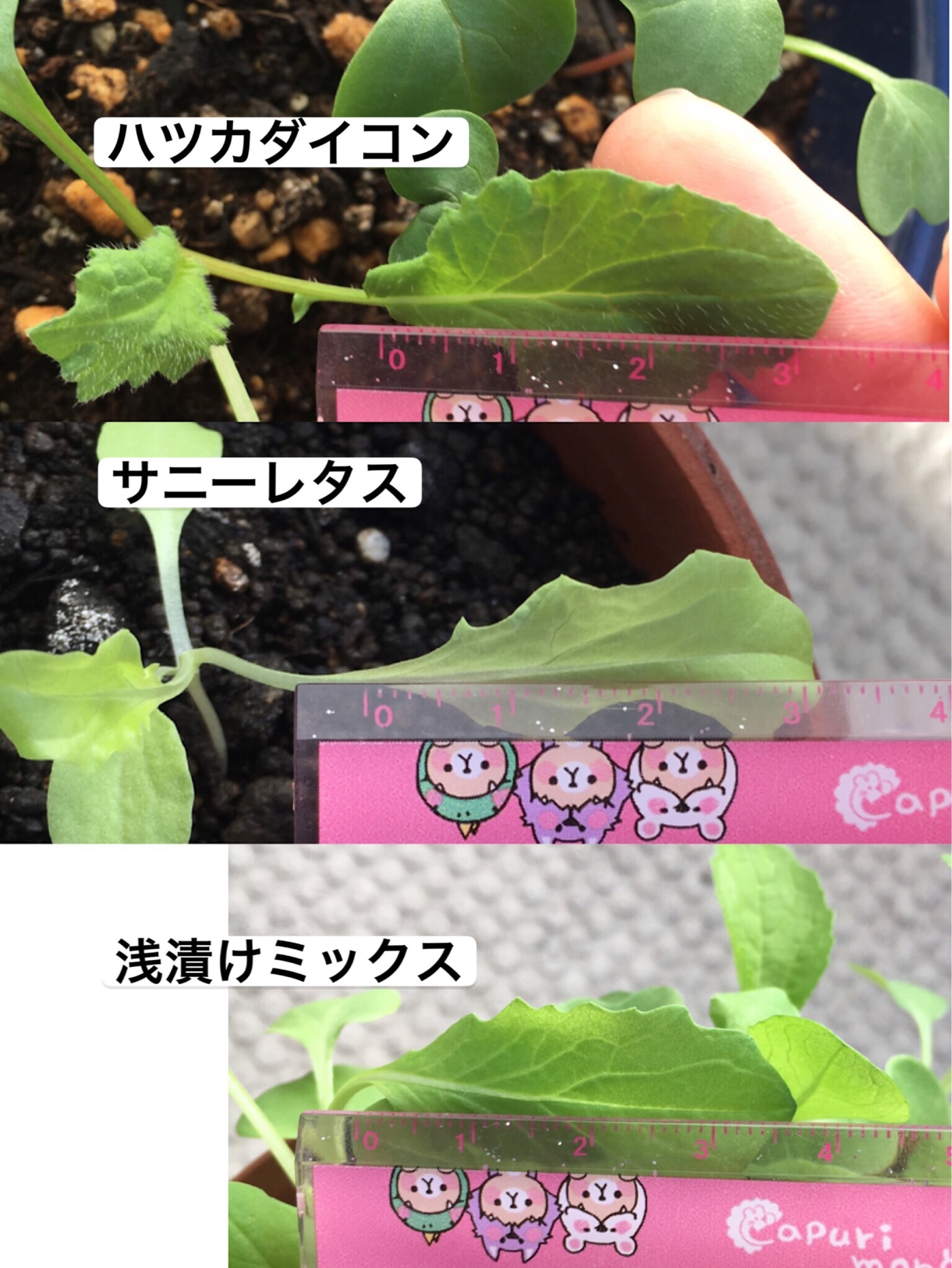 http://www.ige.tohoku.ac.jp/prg/watanabe/as-vegetable2019/images/20191030123455-2feff839cc615086417d46ff61132e4980ae2643.jpg