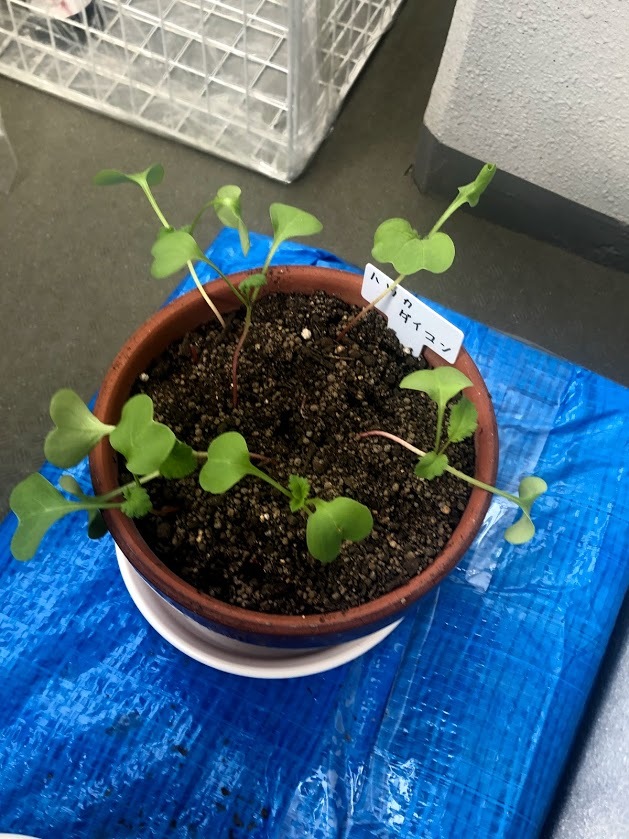 http://www.ige.tohoku.ac.jp/prg/watanabe/as-vegetable2019/images/20191031175102-5c59f68158ccaf8eebb15a7fb8e81ffe8a686284.jpg