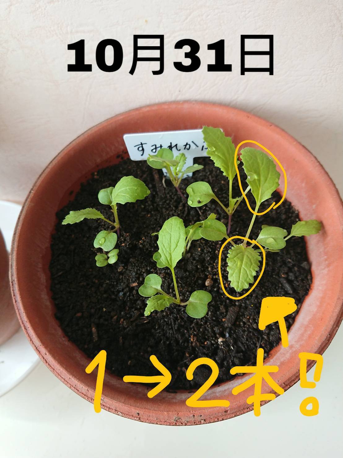 http://www.ige.tohoku.ac.jp/prg/watanabe/as-vegetable2019/images/20191101205219-9766adcdef9be170e39d378ef32c7de2e1677c90.jpg