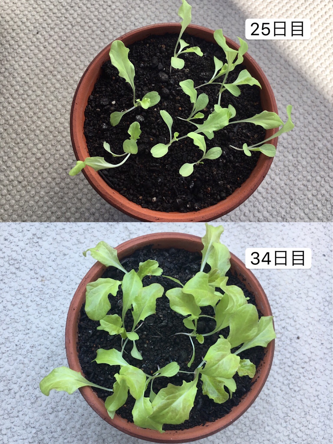 http://www.ige.tohoku.ac.jp/prg/watanabe/as-vegetable2019/images/20191106223541-723ac22e6a7c21103e5f99a5de4acafafdc6016d.jpg
