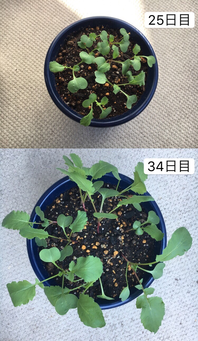 http://www.ige.tohoku.ac.jp/prg/watanabe/as-vegetable2019/images/20191106223619-c04277569e79c930ec9f63da5f31c3afb27343cd.jpg