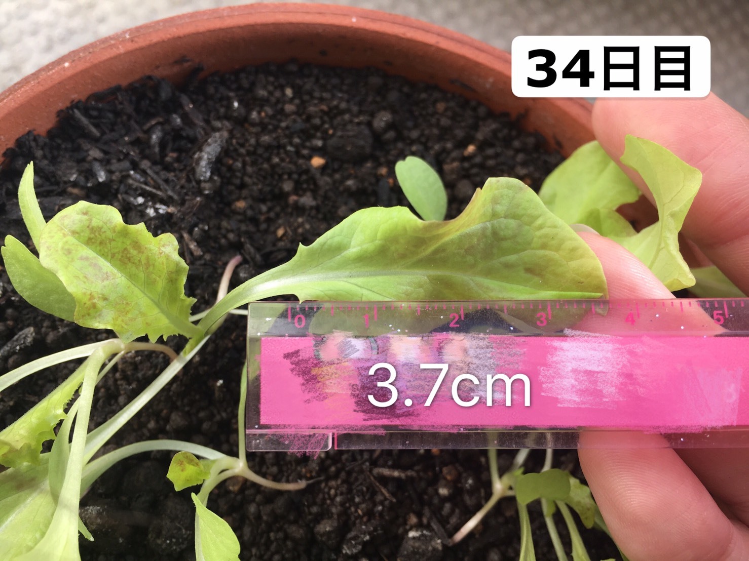http://www.ige.tohoku.ac.jp/prg/watanabe/as-vegetable2019/images/20191106223708-6c492710ebb292e62fba765969debb72d8174f29.jpg