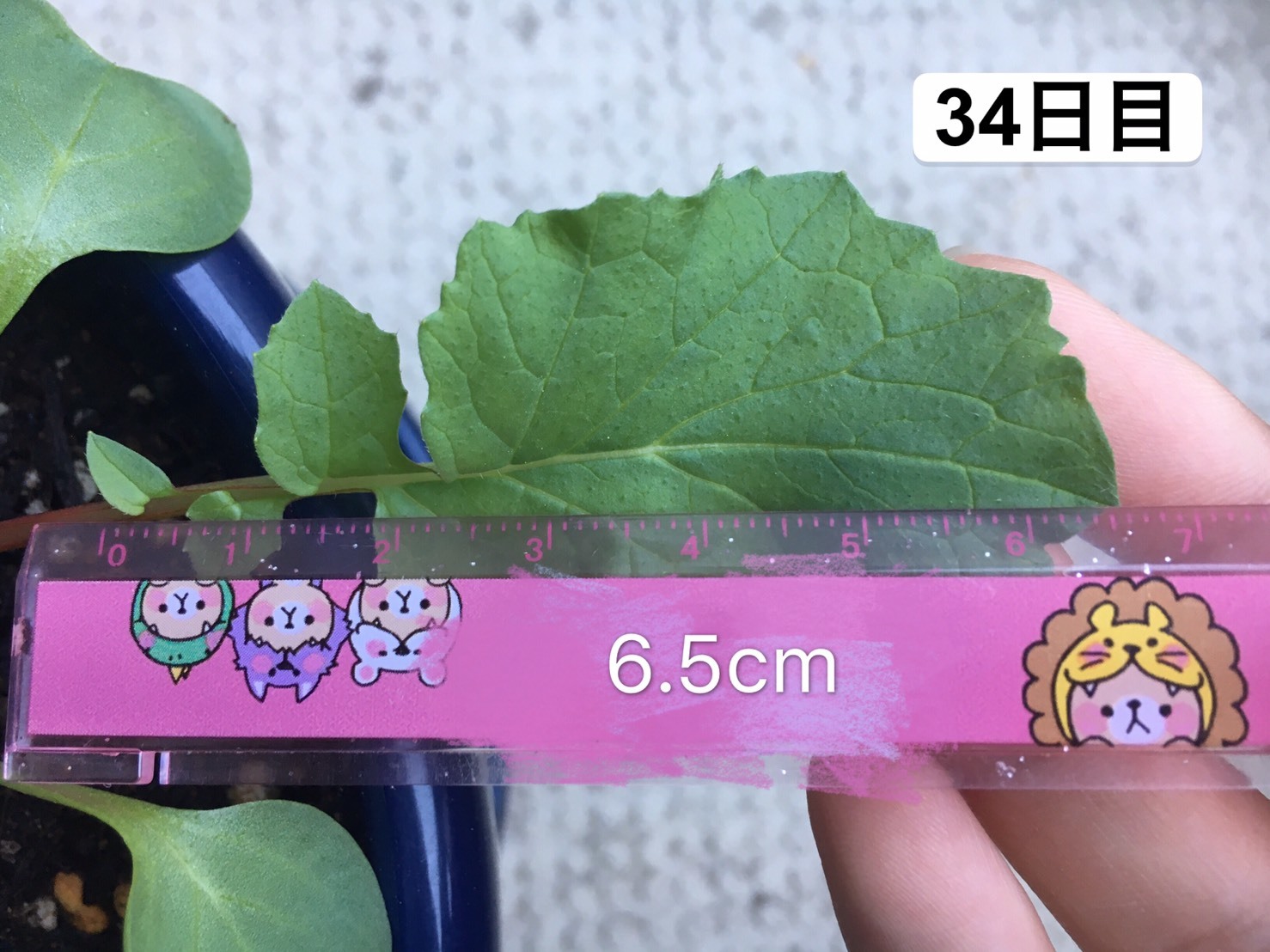 http://www.ige.tohoku.ac.jp/prg/watanabe/as-vegetable2019/images/20191106223741-e8783db75b1faeee41b71c91f8c834c69ce57585.jpg