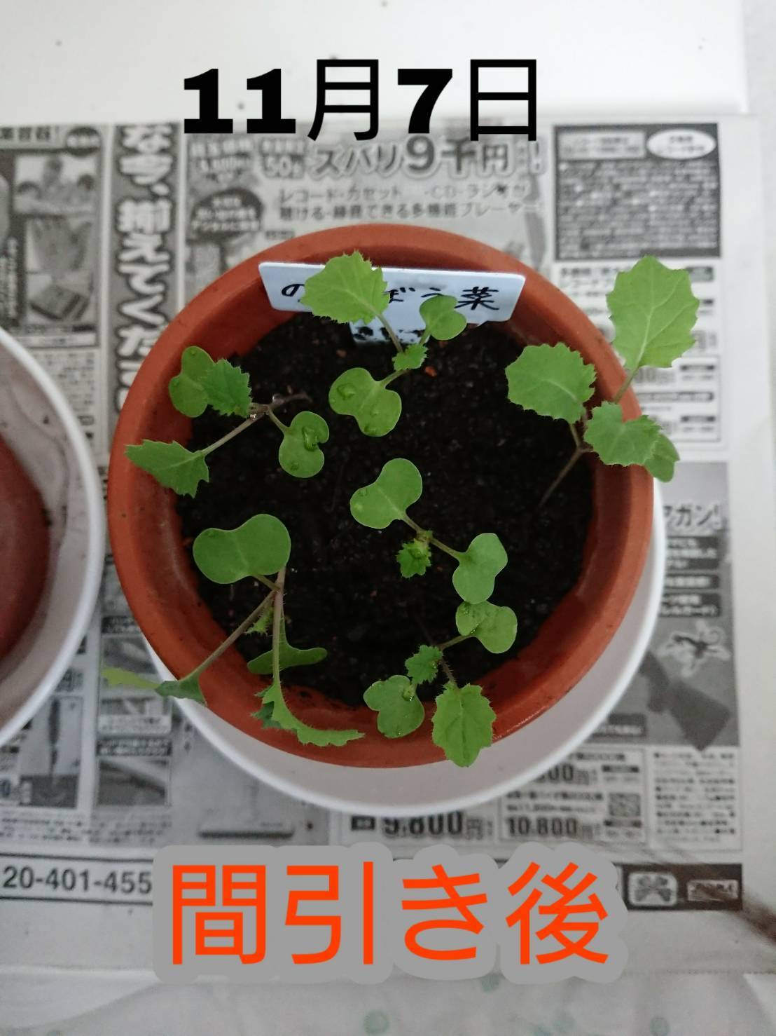 http://www.ige.tohoku.ac.jp/prg/watanabe/as-vegetable2019/images/20191107150708-df22cfec2db3dc9f0a7bdce6bc5c7cc510782149.jpg