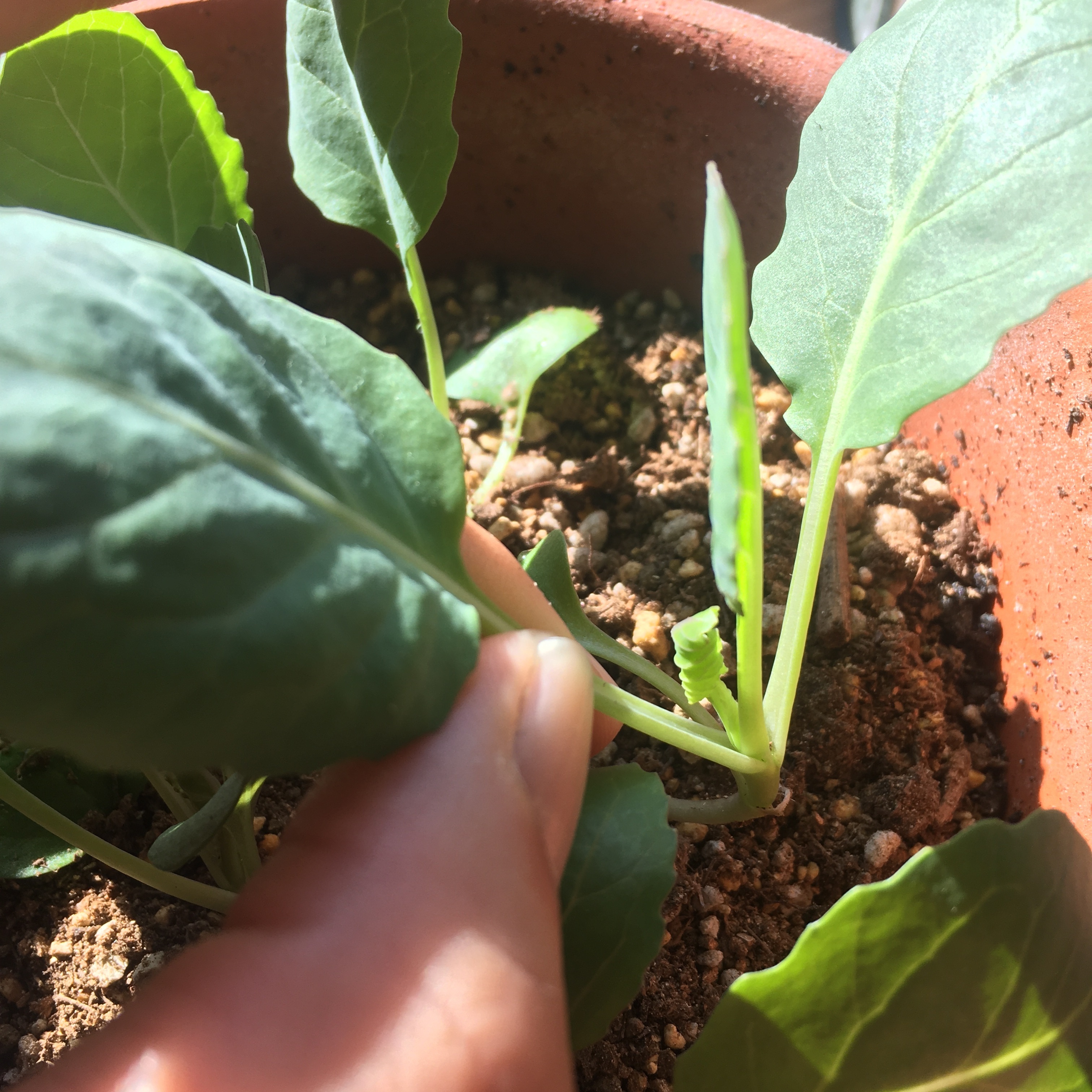 http://www.ige.tohoku.ac.jp/prg/watanabe/as-vegetable2019/images/20191109120731-9bf54f3a381f234d97c1294547220d07ec9503ad.JPG