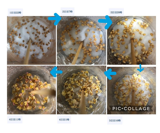 http://www.ige.tohoku.ac.jp/prg/watanabe/as-vegetable2019/images/20191109134954-8566d55ebdb6f751327ef3061bbcc6e1f4f7cf8c.JPG