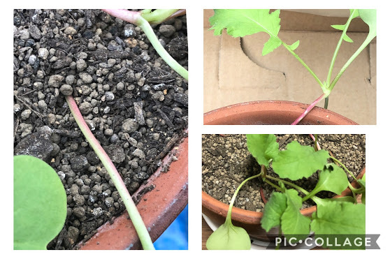 http://www.ige.tohoku.ac.jp/prg/watanabe/as-vegetable2019/images/20191109140916-0e15e9fefd2eeb824196546743dead1f4ed99249.JPG