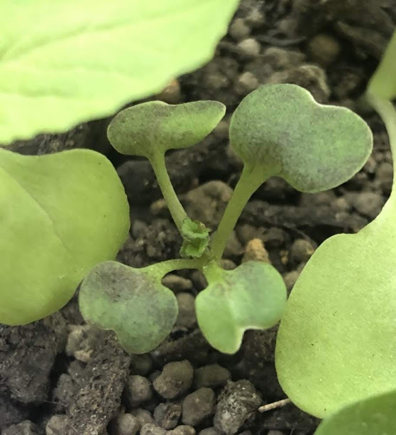 http://www.ige.tohoku.ac.jp/prg/watanabe/as-vegetable2019/images/20191109141027-5d23c1e00f3a46202d366b31a49731dfb4fece26.JPG