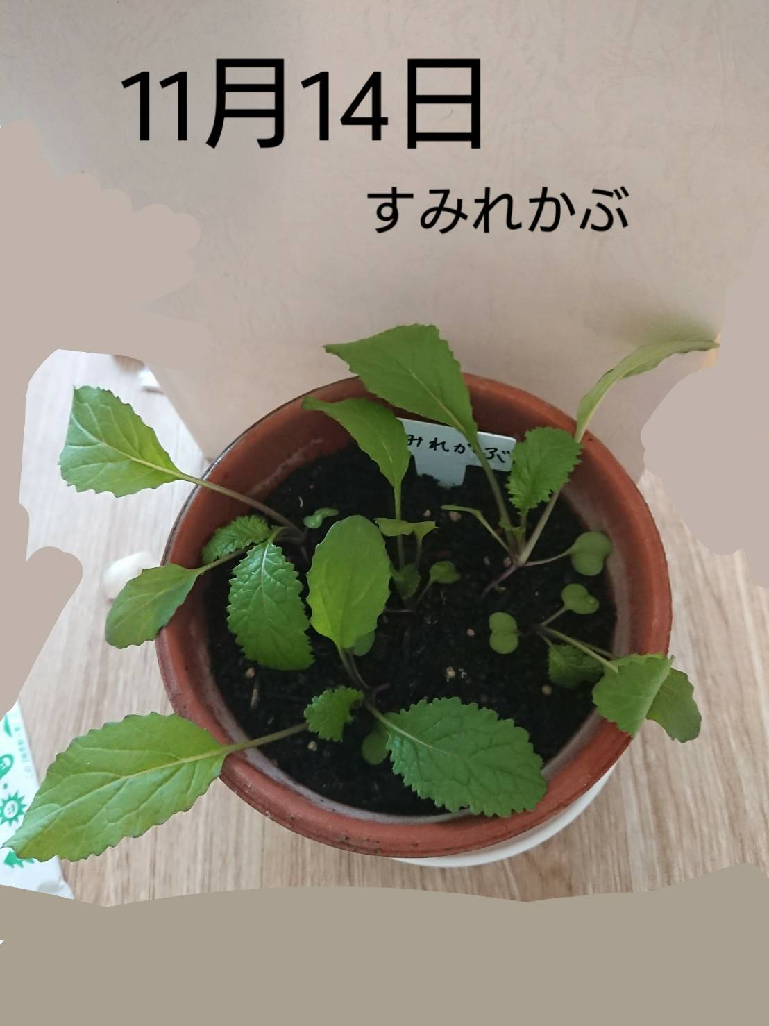 http://www.ige.tohoku.ac.jp/prg/watanabe/as-vegetable2019/images/20191114151250-5c10493cca323f9d15932293bd2a8107b508e1e7.jpg