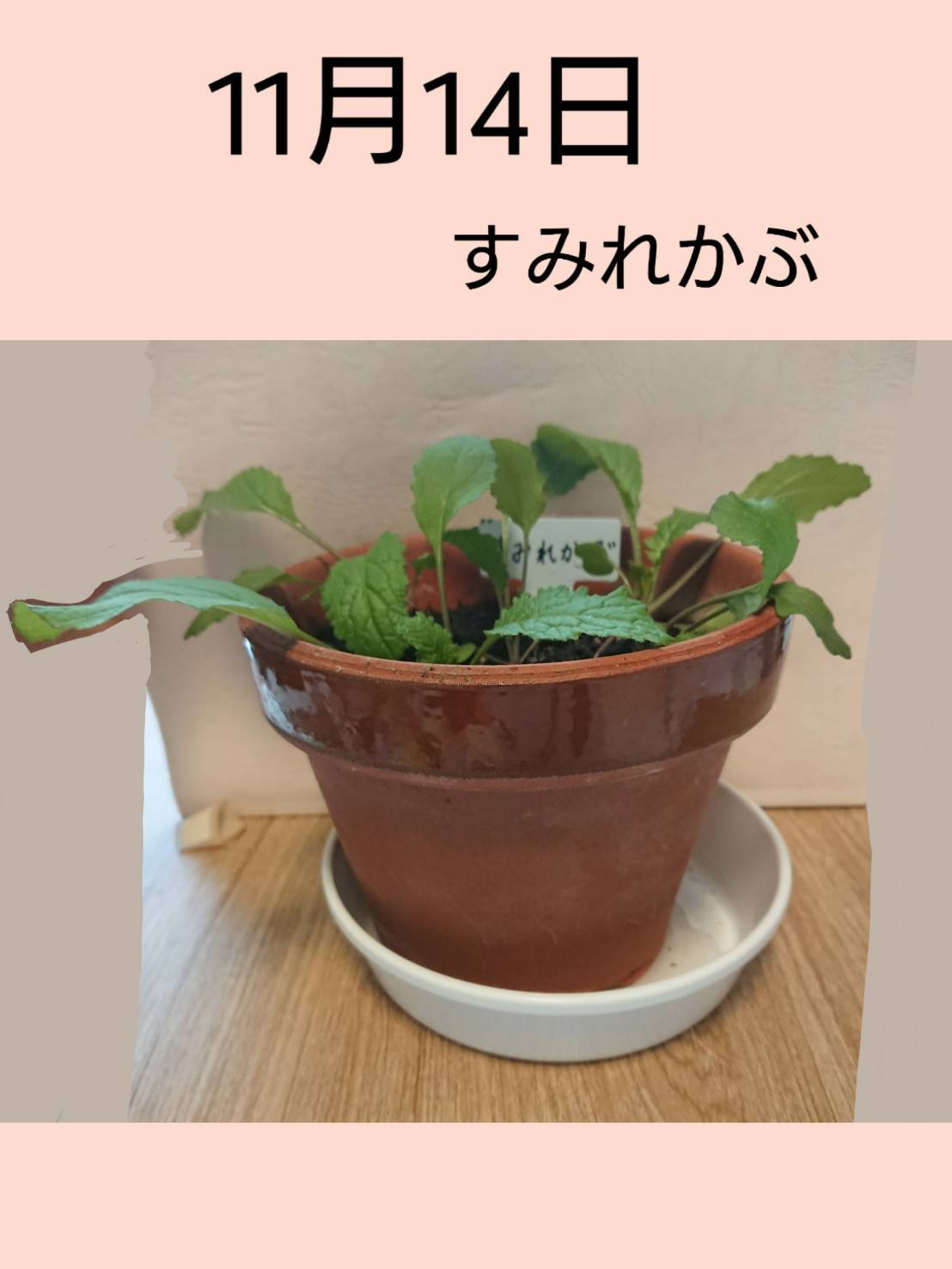 http://www.ige.tohoku.ac.jp/prg/watanabe/as-vegetable2019/images/20191114151321-345b16b25437d67c942627304f346b513e916e2c.jpg