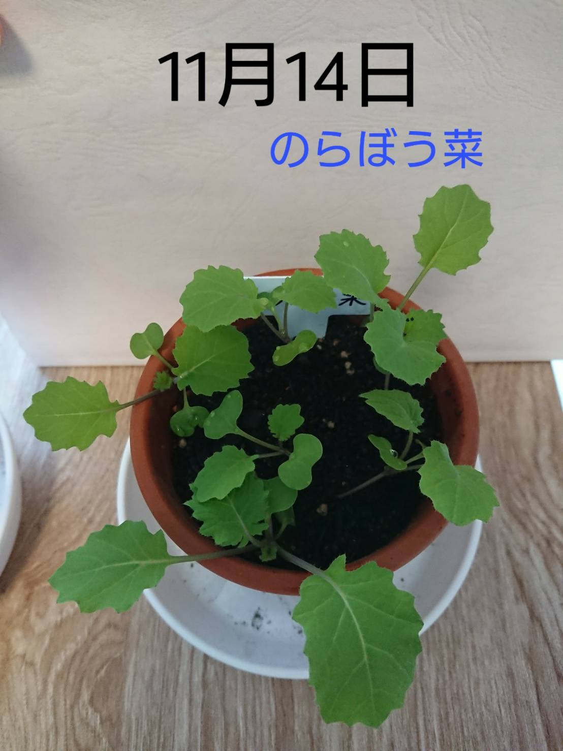 http://www.ige.tohoku.ac.jp/prg/watanabe/as-vegetable2019/images/20191114151417-cf9ad22d75aa3e7886e083b741a04e157783c476.jpg