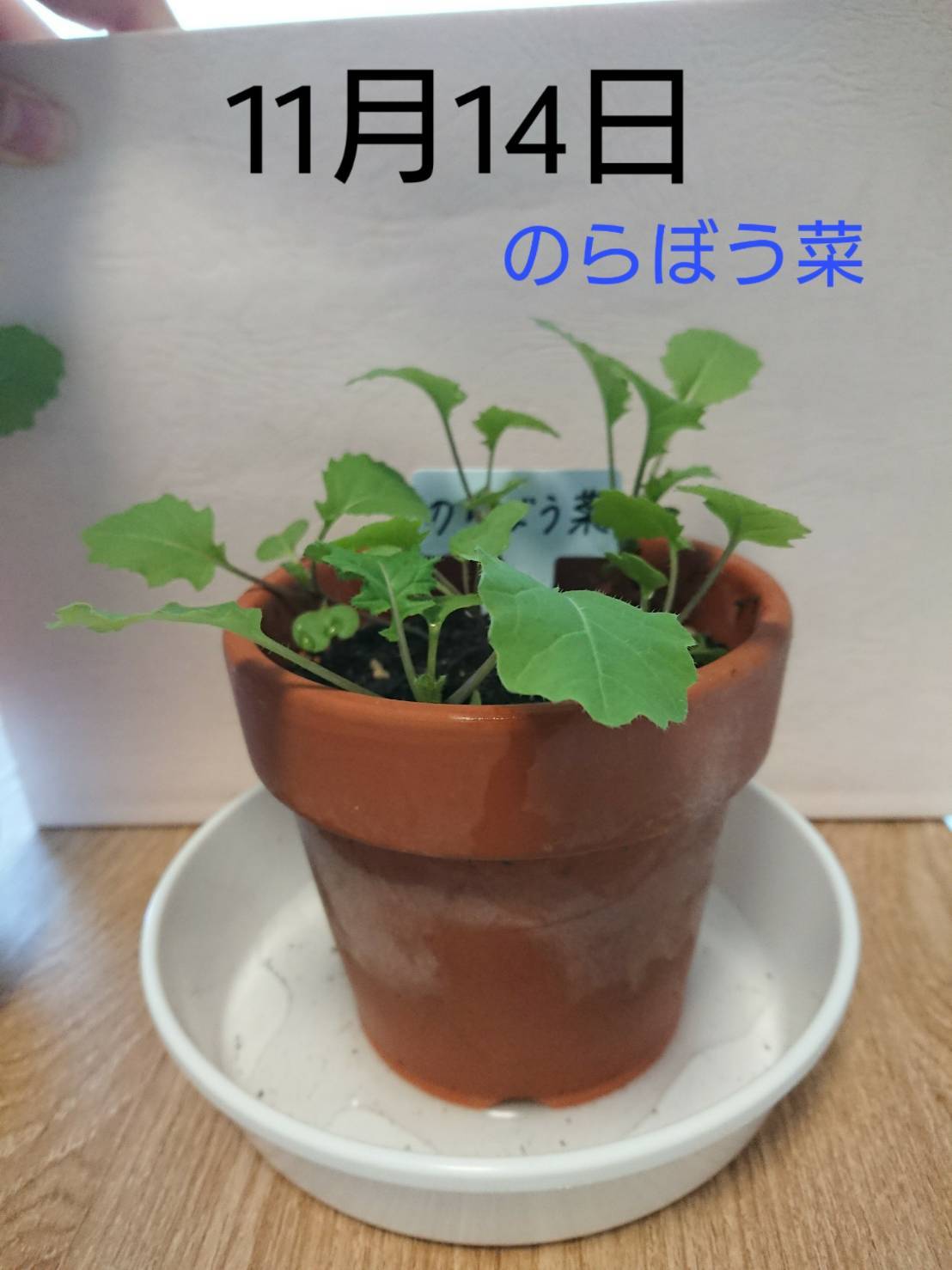 http://www.ige.tohoku.ac.jp/prg/watanabe/as-vegetable2019/images/20191114151441-365d9d5c23c8b449aac7e42400d83d93a7687b6b.jpg