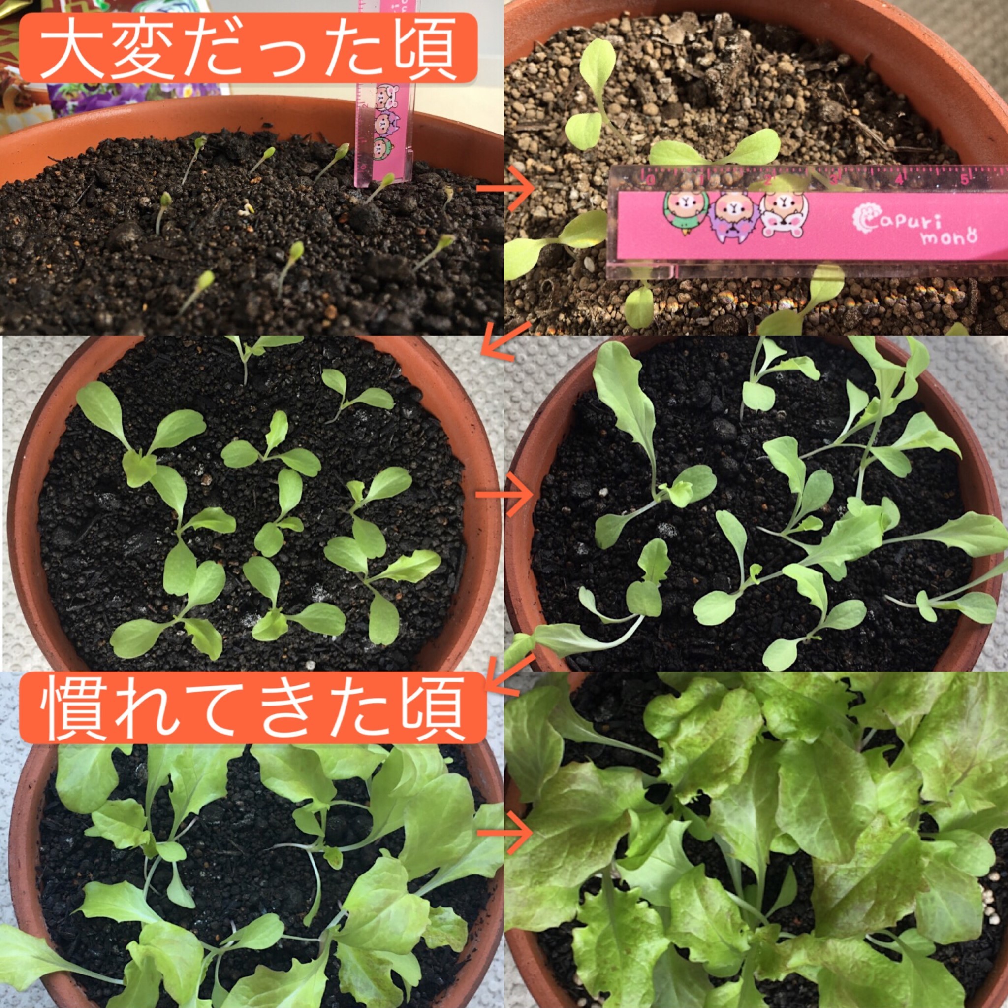 http://www.ige.tohoku.ac.jp/prg/watanabe/as-vegetable2019/images/20191121131648-ad33e95d9bc9376470d1679661803a96da145fac.jpg