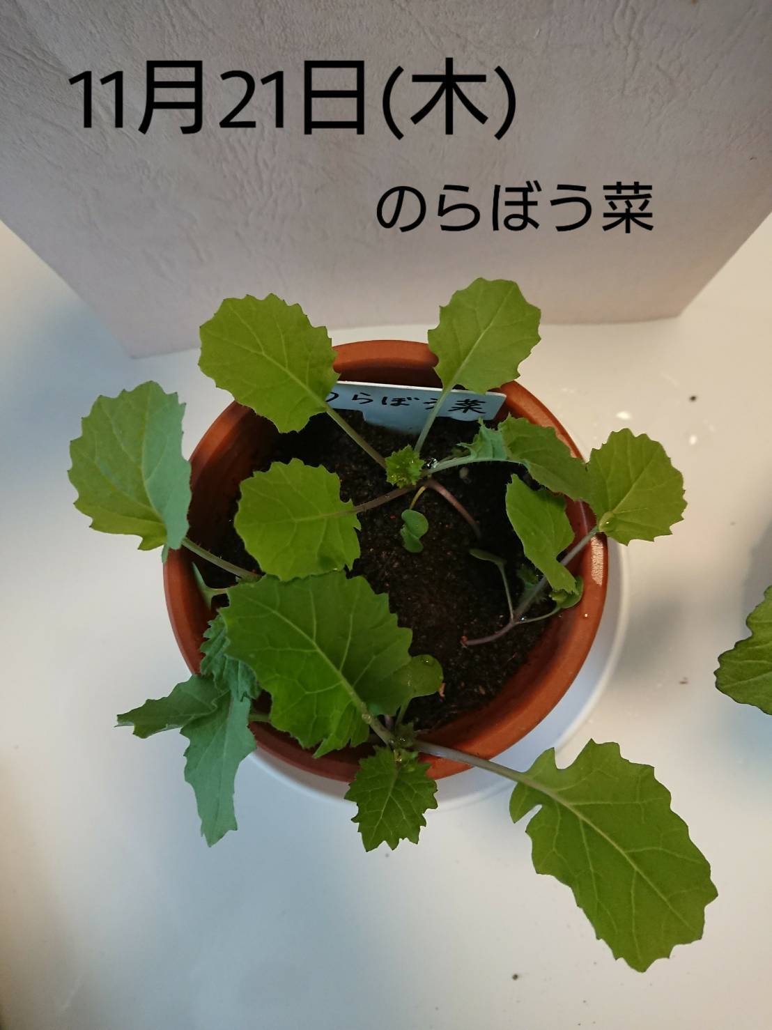 http://www.ige.tohoku.ac.jp/prg/watanabe/as-vegetable2019/images/20191121152633-cfddbb3680f235b0b4102523989fae81d834dad9.jpg