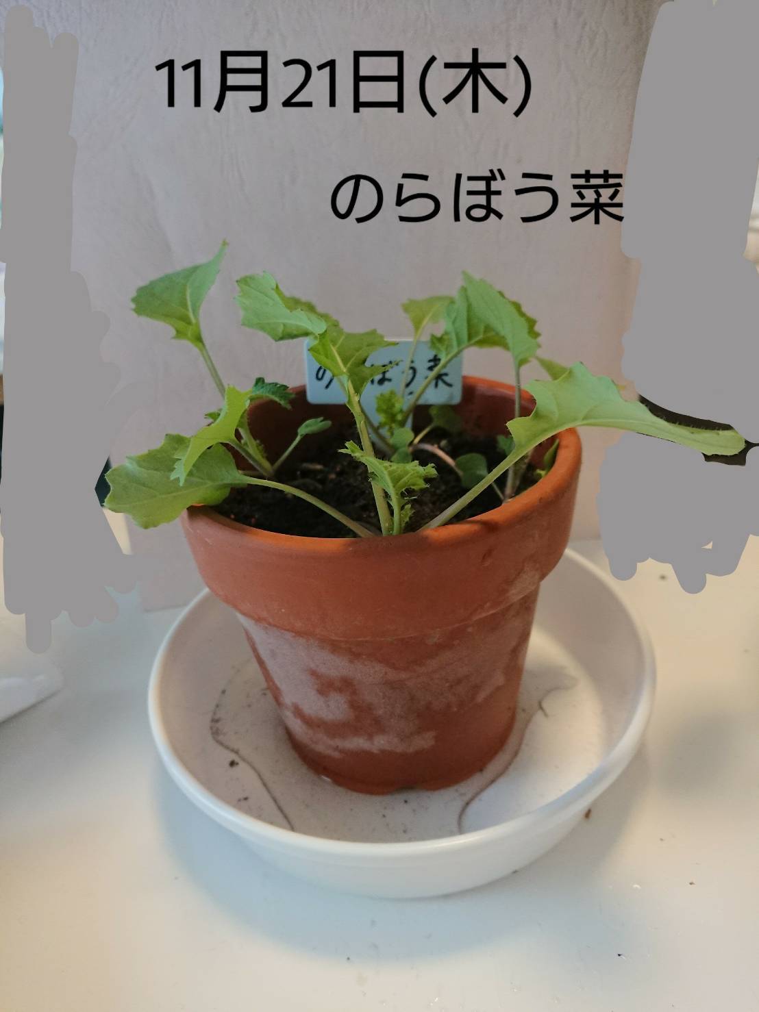 http://www.ige.tohoku.ac.jp/prg/watanabe/as-vegetable2019/images/20191121152700-b50b707cf19c2639ec66e5f3c4e52b1d7e3d1f6b.jpg