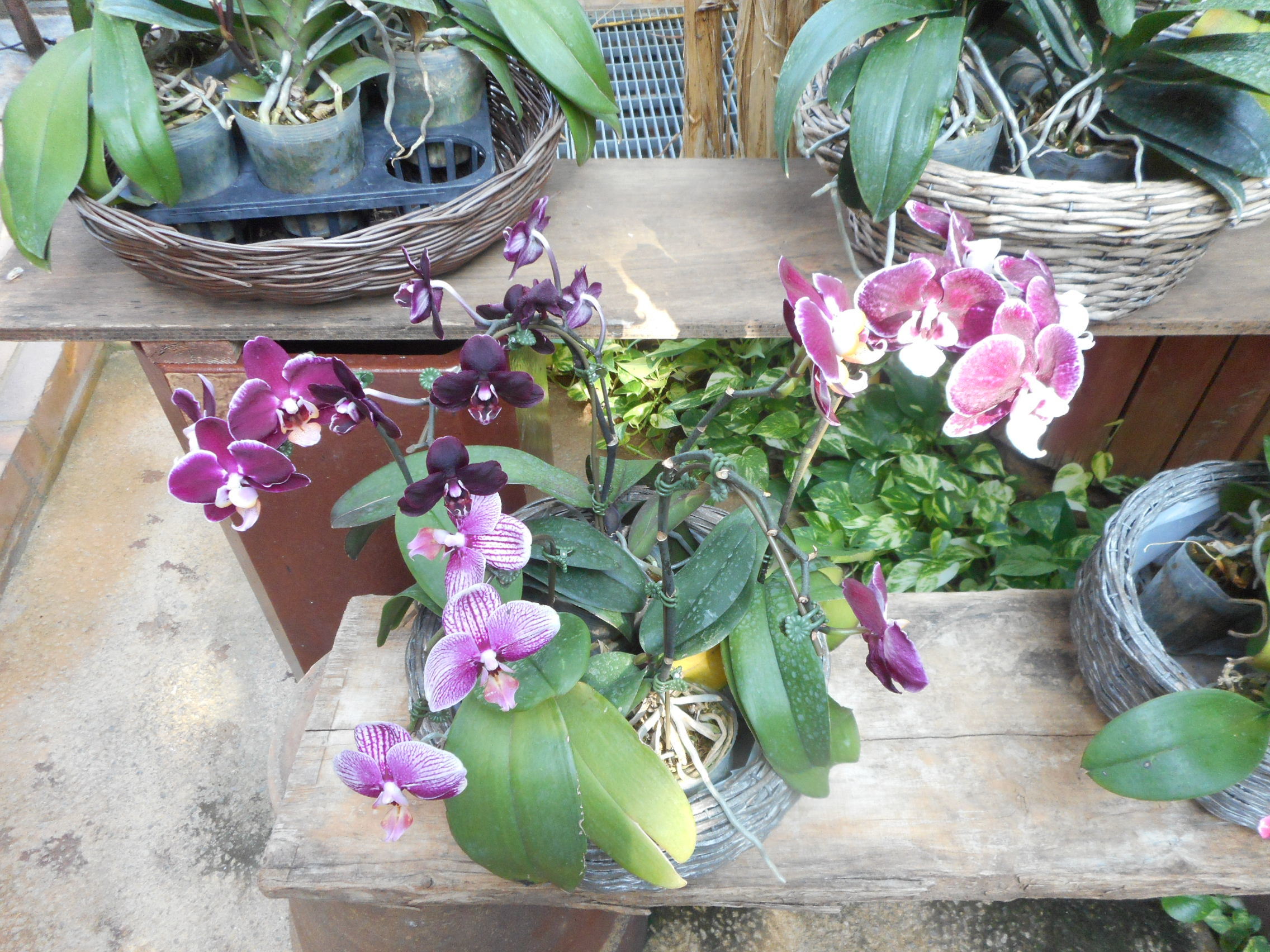 http://www.ige.tohoku.ac.jp/prg/watanabe/as-vegetable2019/images/20191122110524-d09af151bbb11eb8278819ff15f2987f594ad09f.JPG