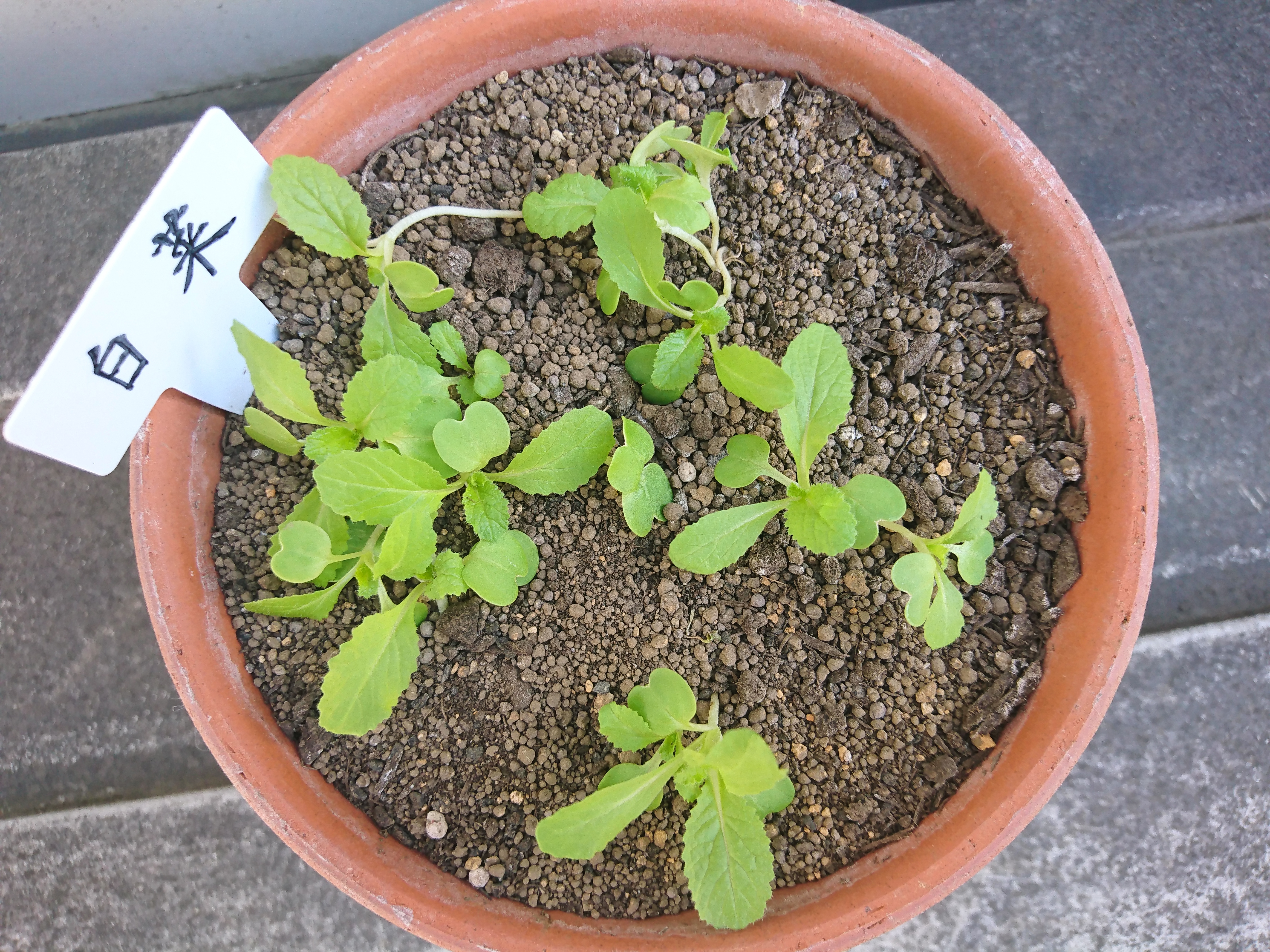 http://www.ige.tohoku.ac.jp/prg/watanabe/as-vegetable2019/images/20191122132708-66fc9c07ddf4429e9a9c8c955fc4659b8bc3697f.JPG