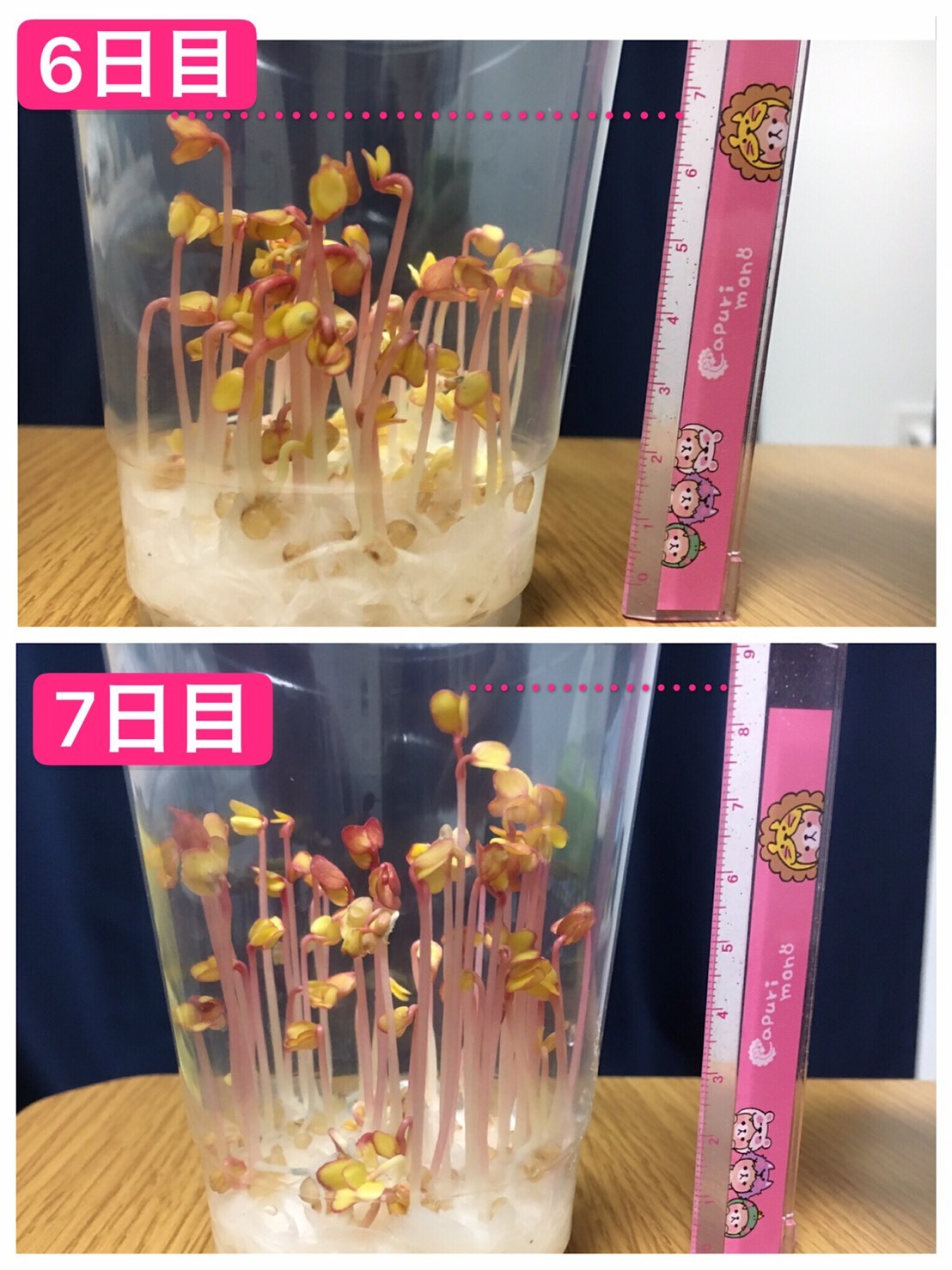 http://www.ige.tohoku.ac.jp/prg/watanabe/as-vegetable2019/images/20191127130025-496db46774bdc072fb048bfb6ebc3e091fcc3be8.jpg