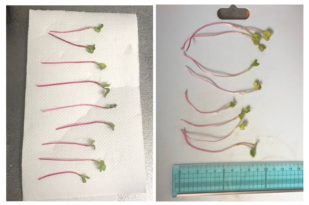 http://www.ige.tohoku.ac.jp/prg/watanabe/as-vegetable2019/images/20191127140708-709e69094e427d1f3e8adc844b509290cd77c50e.JPG