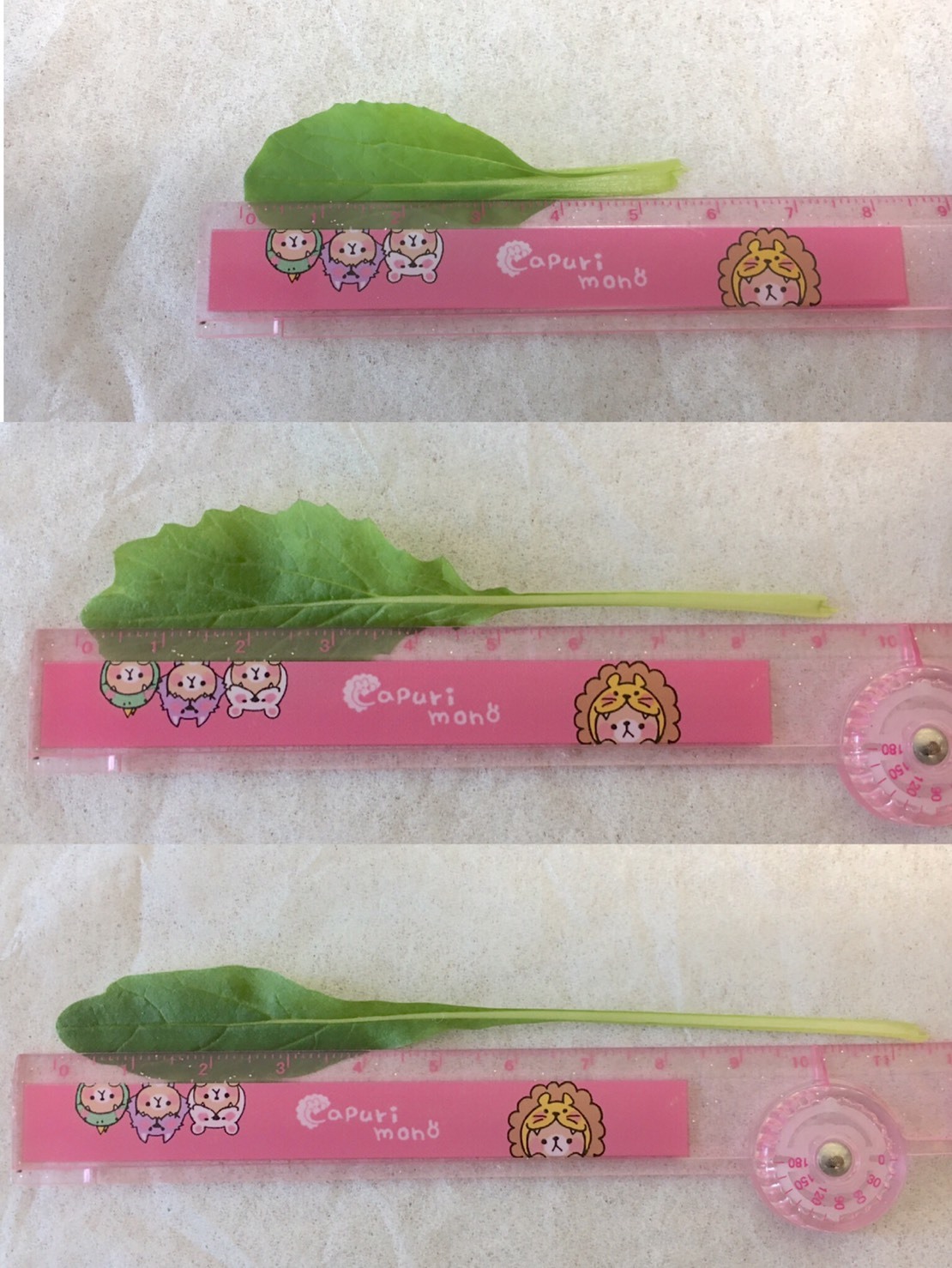 http://www.ige.tohoku.ac.jp/prg/watanabe/as-vegetable2019/images/20191127141214-aa99b51b25dd1dcb3f3e40f9a14c62d4bb0ac1a3.jpg