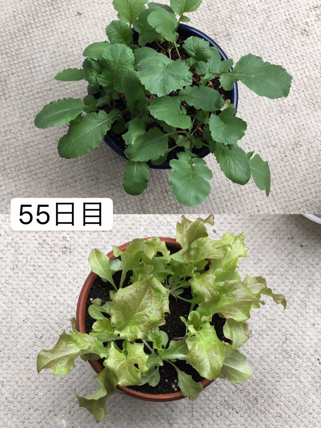 http://www.ige.tohoku.ac.jp/prg/watanabe/as-vegetable2019/images/20191127141326-2242f243ba524114207f7bb0ec07eaff69bfdcdd.jpg