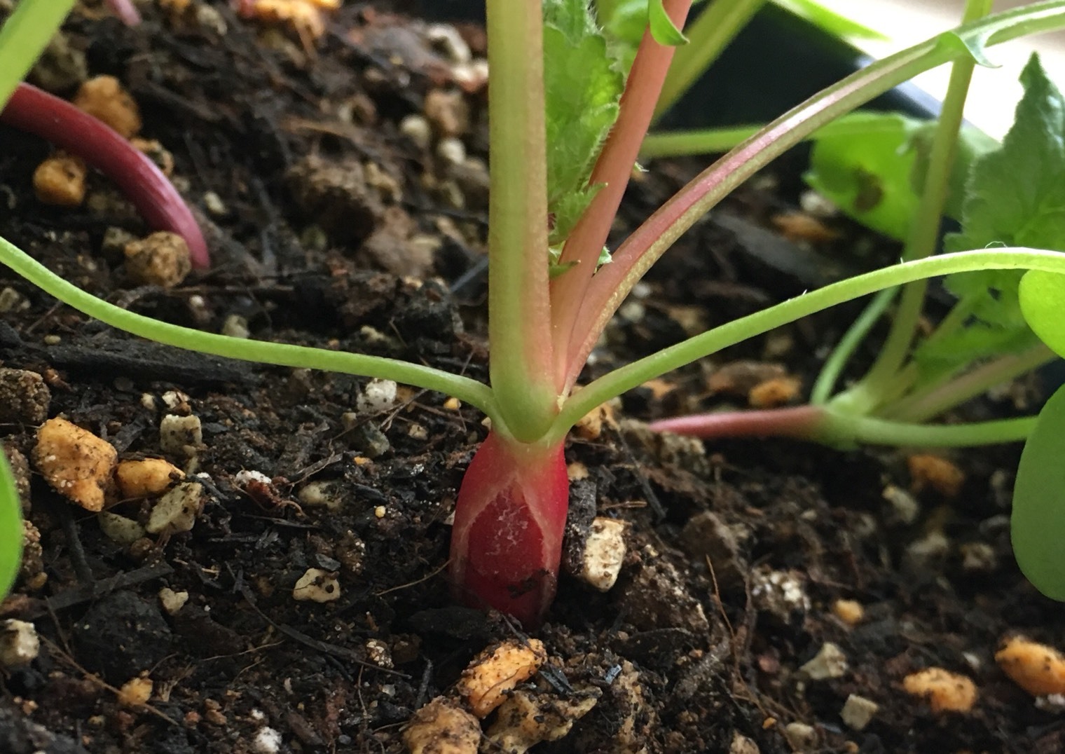 http://www.ige.tohoku.ac.jp/prg/watanabe/as-vegetable2019/images/20191127141354-0c41164fcfb67d826b80dcf4db8545b0052ba020.jpg