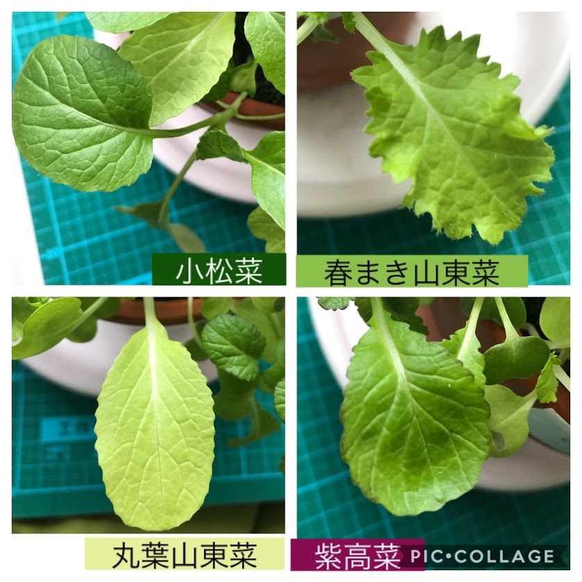 http://www.ige.tohoku.ac.jp/prg/watanabe/as-vegetable2019/images/20191127142555-68ecb9d9971400461a76d3ddd89962a6a5d51264.JPG