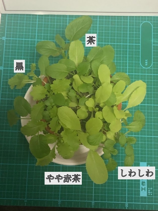 http://www.ige.tohoku.ac.jp/prg/watanabe/as-vegetable2019/images/20191127223624-f17e3358e43a5aec1e4c3544a082b65bc440040e.JPG