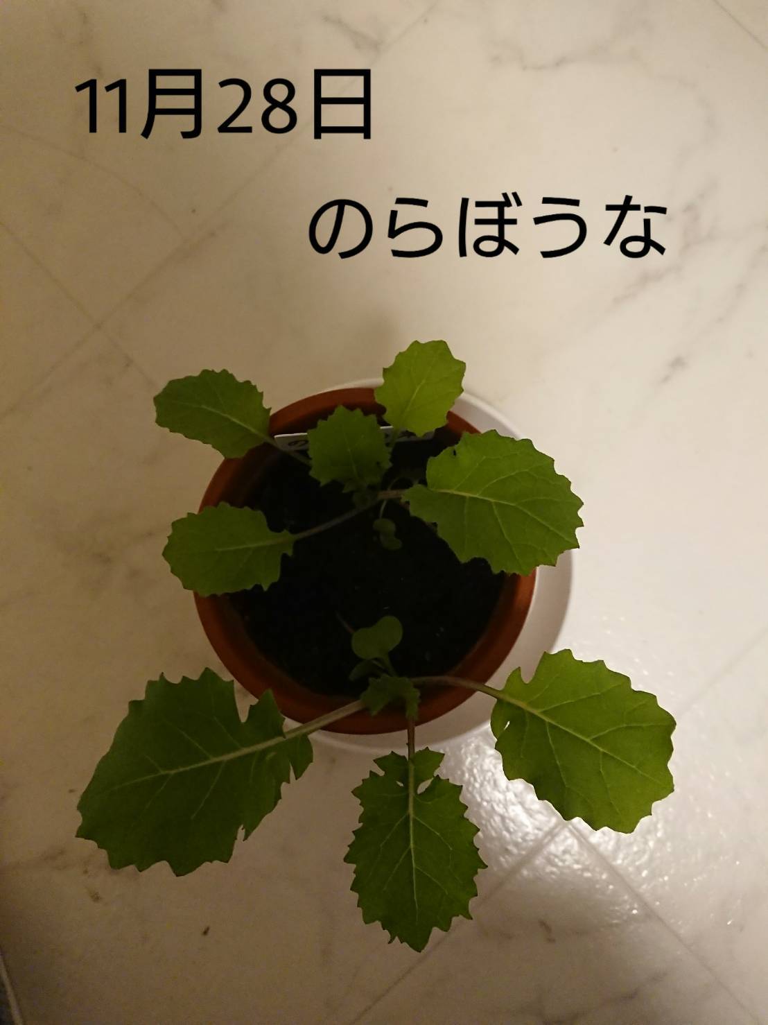 http://www.ige.tohoku.ac.jp/prg/watanabe/as-vegetable2019/images/20191128202518-90eb89474e120a591adc2ebcd1d2b90a3b558ce5.jpg