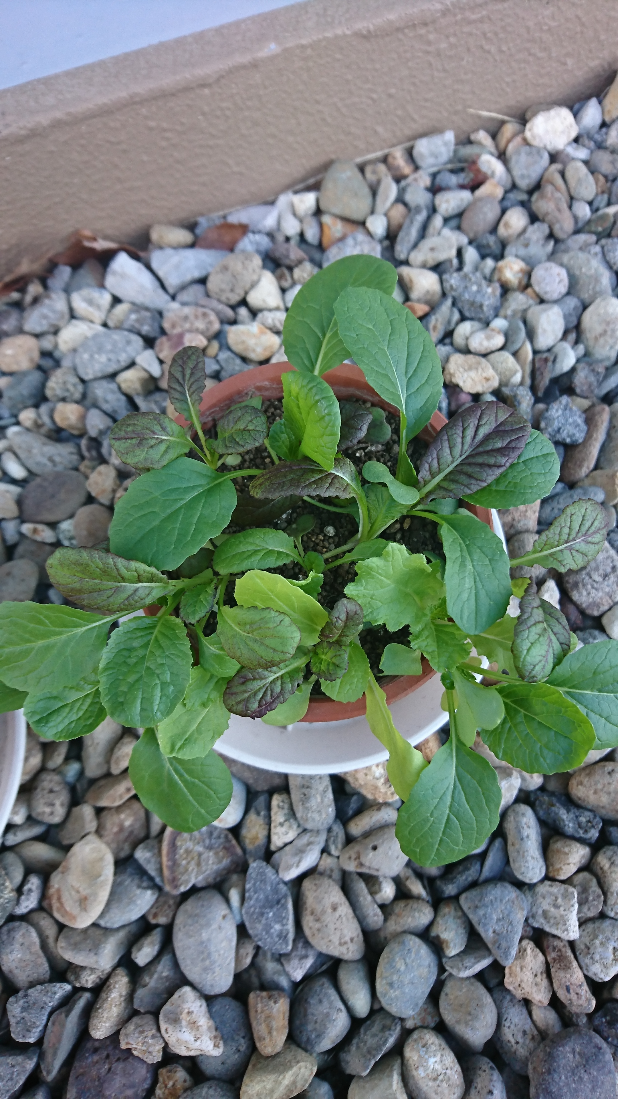http://www.ige.tohoku.ac.jp/prg/watanabe/as-vegetable2019/images/20191129163022-c80777919495164a67a23e0f65d93a22659d8b51.JPG