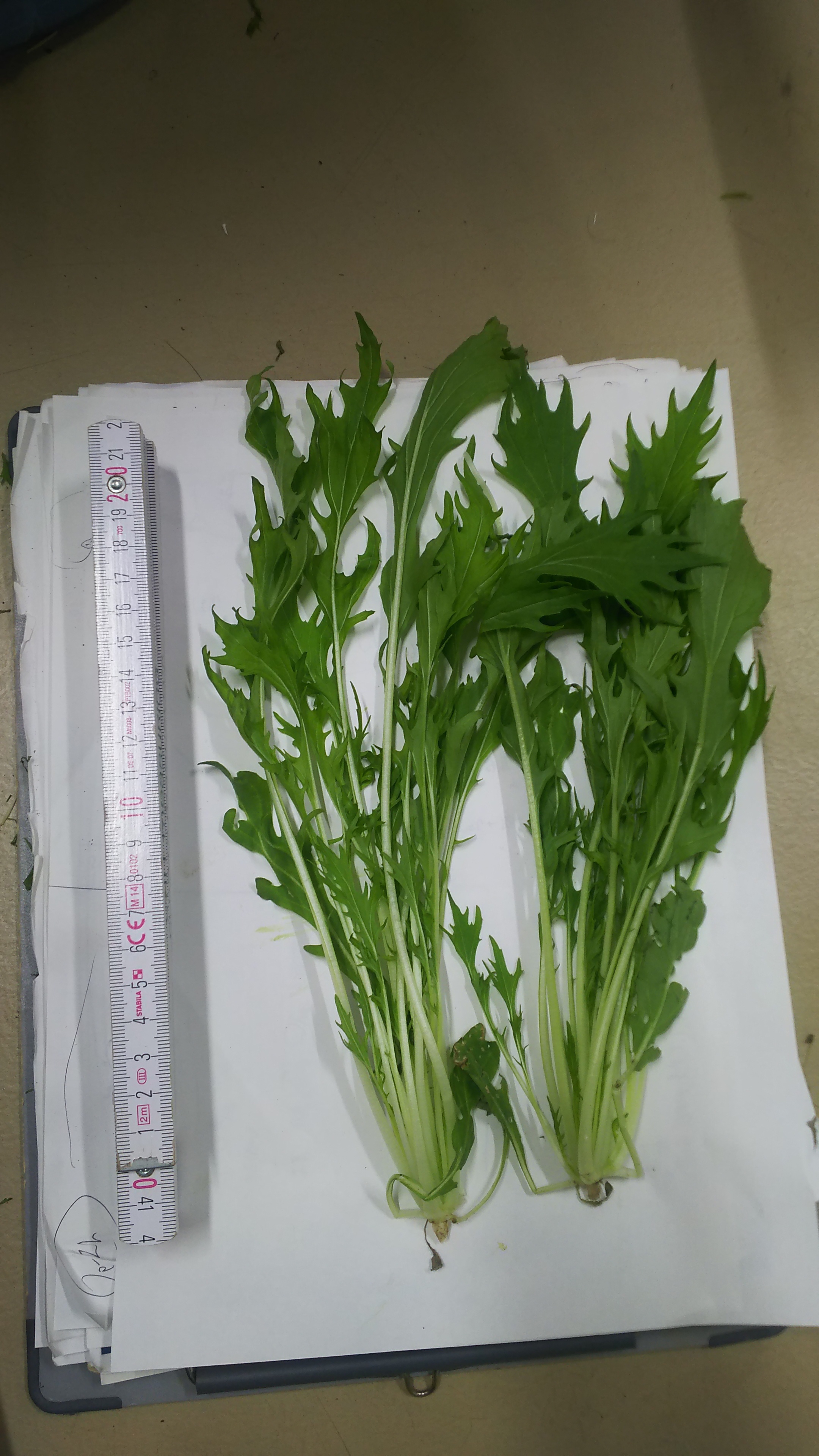 http://www.ige.tohoku.ac.jp/prg/watanabe/as-vegetable2019/images/20191205150936-e7e772e5add8facb853569cc63fd9ba2db39621d.JPG