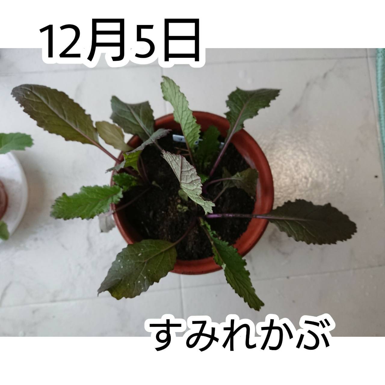 http://www.ige.tohoku.ac.jp/prg/watanabe/as-vegetable2019/images/20191205152415-4c27d298ba9ce21a49e8958e394554f8579c9636.jpg