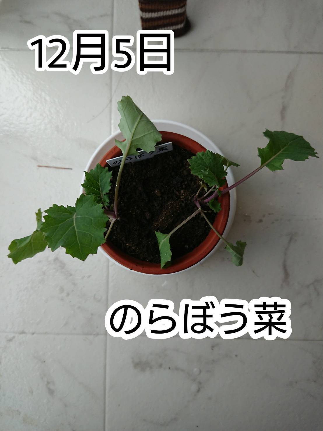 http://www.ige.tohoku.ac.jp/prg/watanabe/as-vegetable2019/images/20191205152518-c8224544f7afbf6c9b70f64b672a8273eda6ec71.jpg