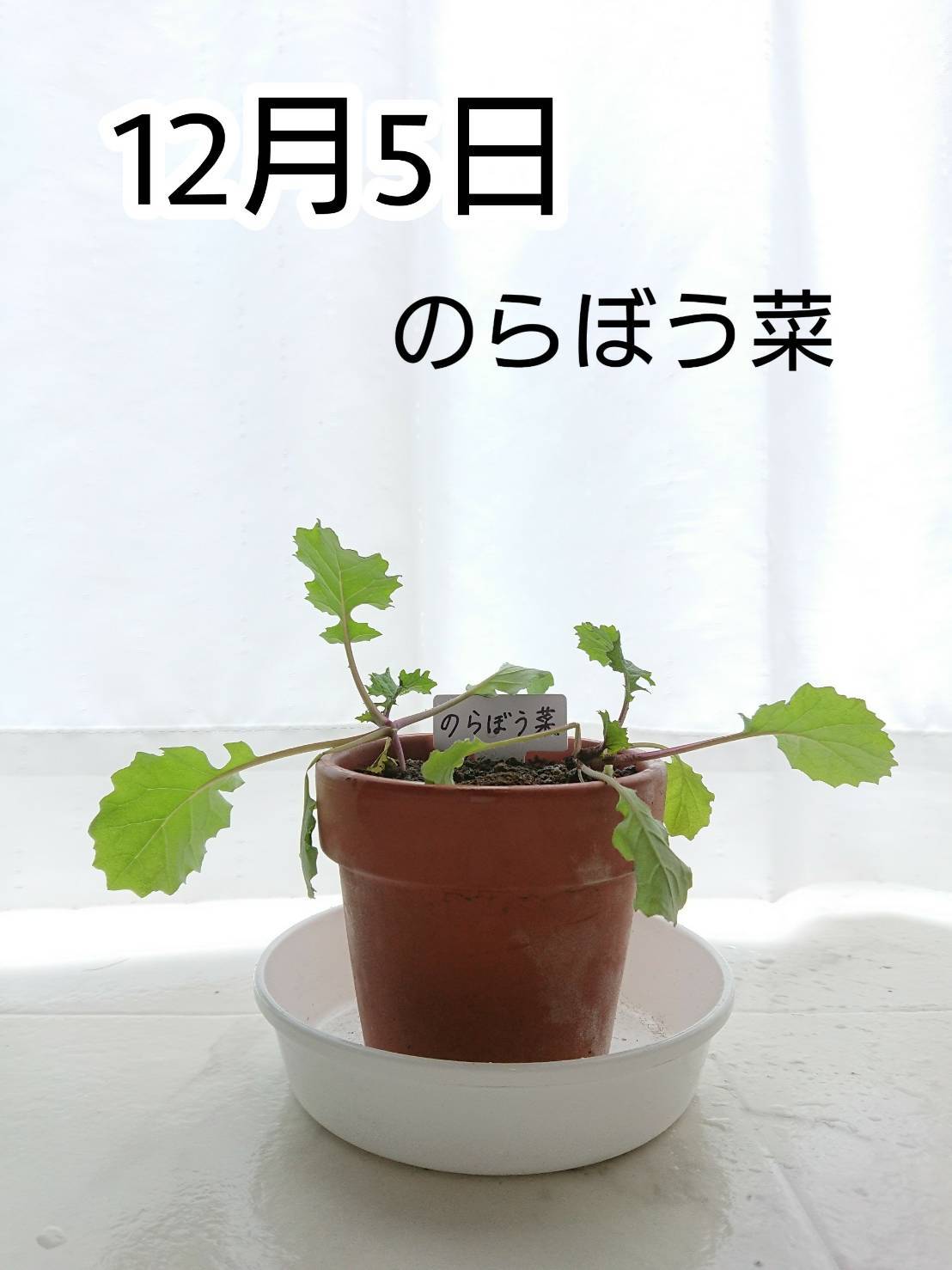 http://www.ige.tohoku.ac.jp/prg/watanabe/as-vegetable2019/images/20191205152543-627484e6ef38b99bef60b9f69239ba497d4ee643.jpg