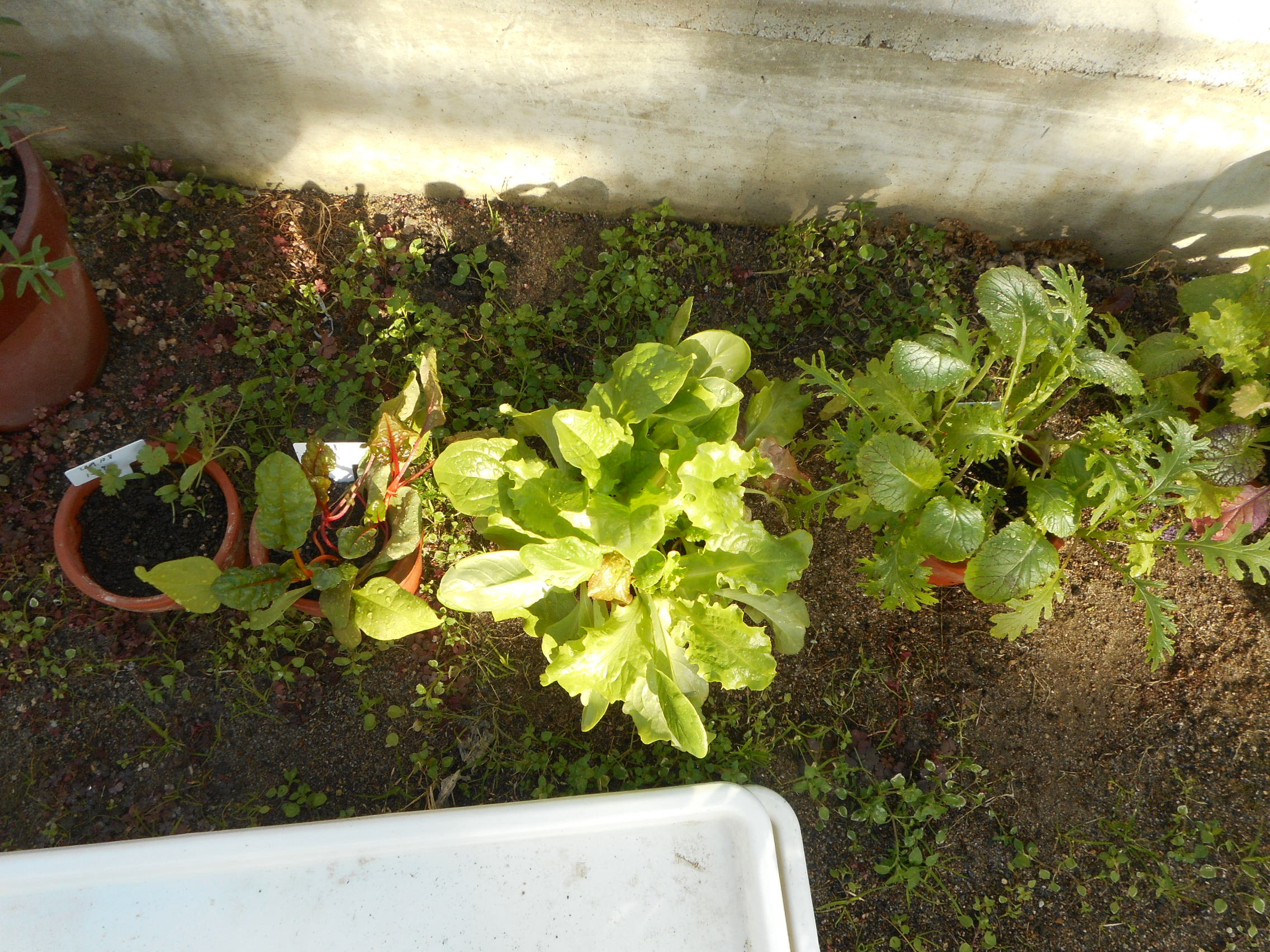 http://www.ige.tohoku.ac.jp/prg/watanabe/as-vegetable2019/images/20191209143247-e124f450d03cde267df40326bd22bbbf3cd5e50b.JPG