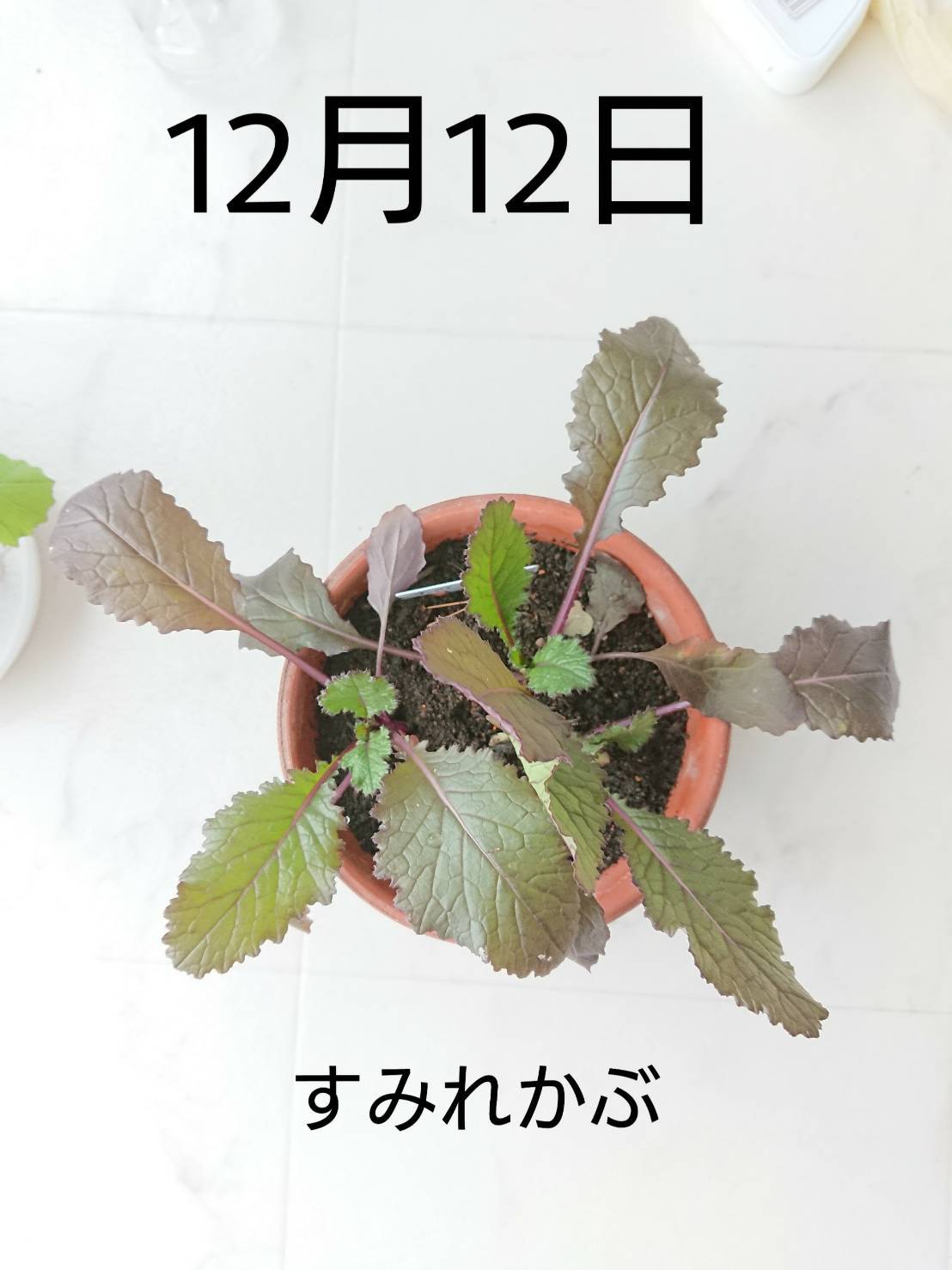 http://www.ige.tohoku.ac.jp/prg/watanabe/as-vegetable2019/images/20191213125210-bb479f398bac9ac799083c0d4090b4727a227ea5.jpg