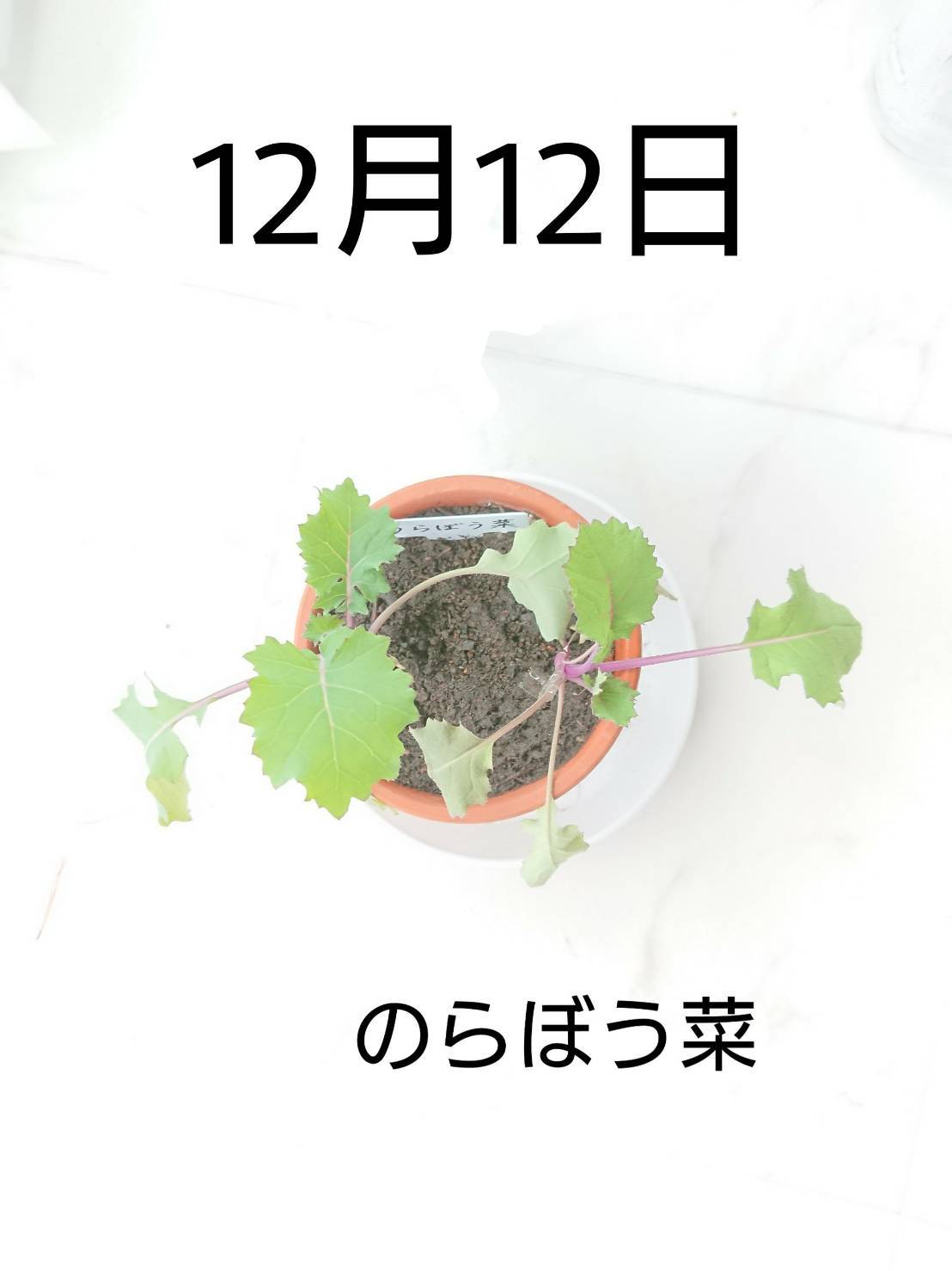 http://www.ige.tohoku.ac.jp/prg/watanabe/as-vegetable2019/images/20191213130043-1f20af6c0d9b5ff1c7fde3e7ef97baf70e95ac3b.jpg