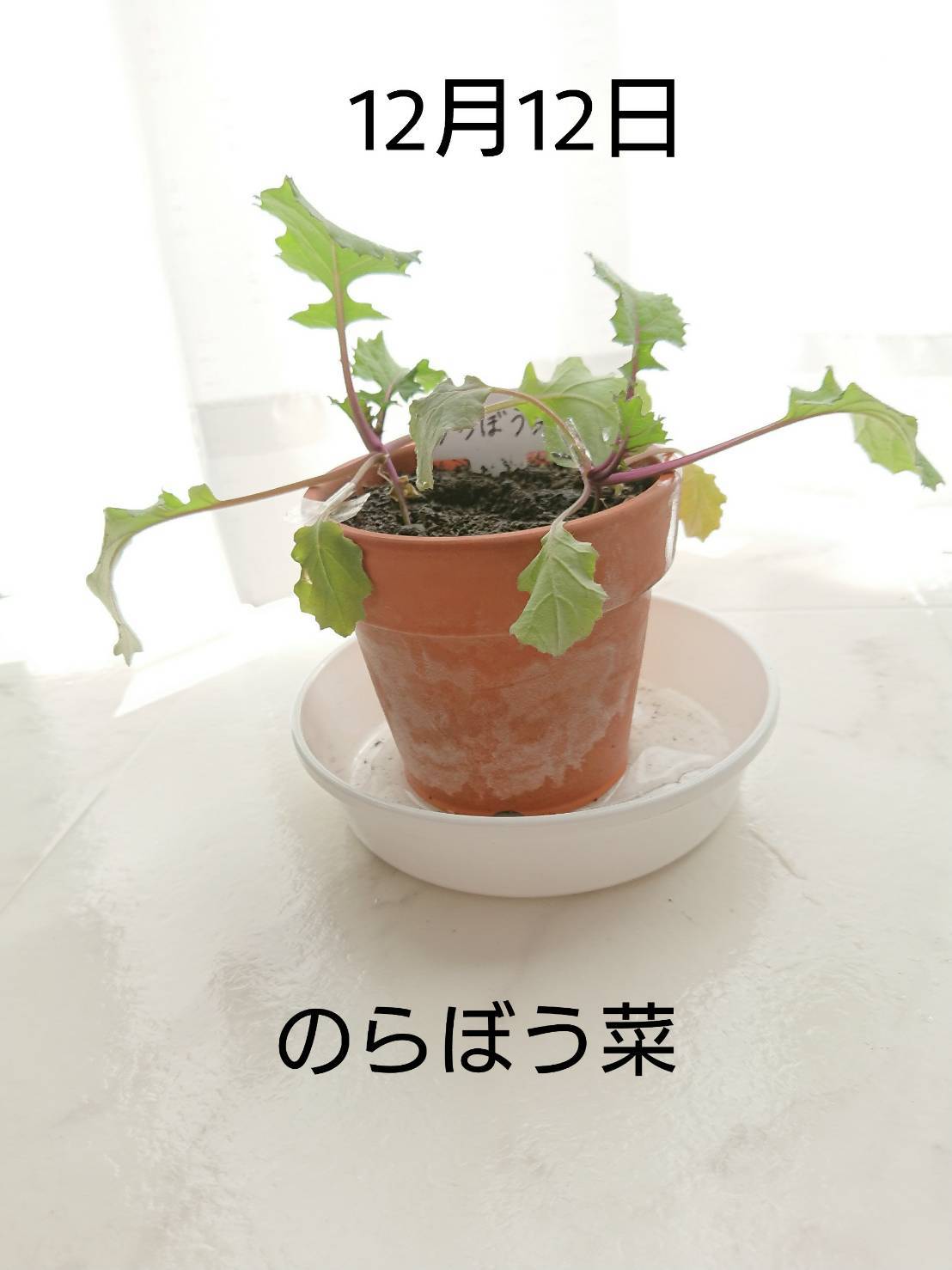 http://www.ige.tohoku.ac.jp/prg/watanabe/as-vegetable2019/images/20191213130115-853bba7fb38c724cbfacad6fd8947aaec08b125e.jpg