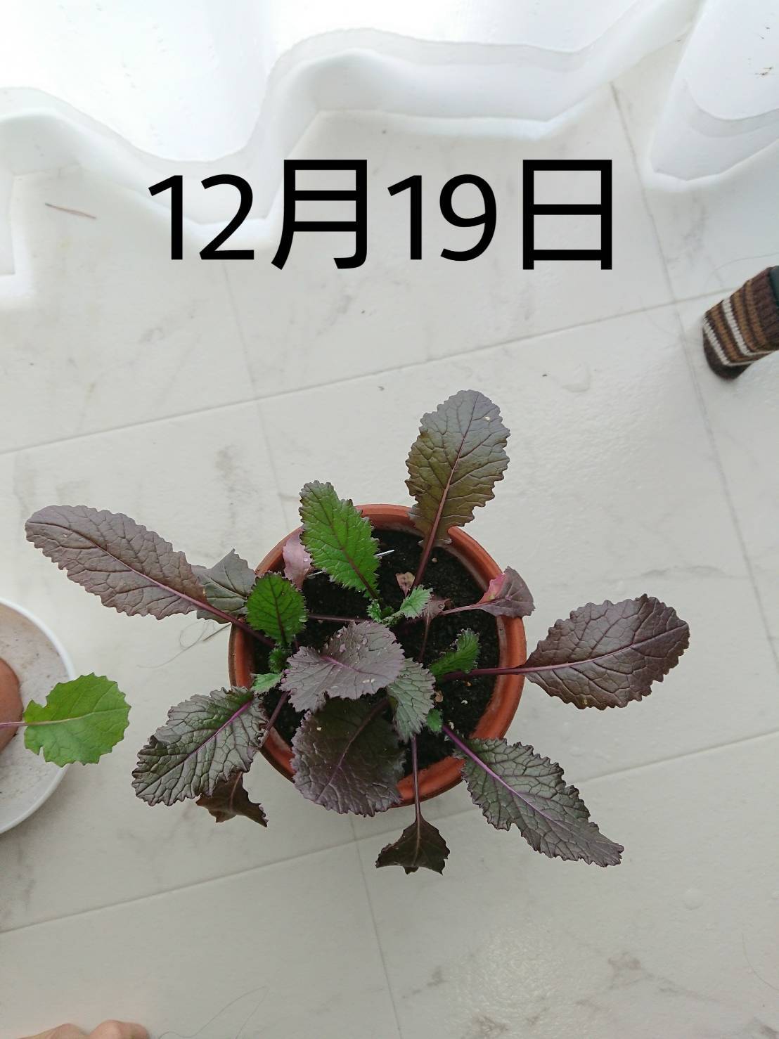 http://www.ige.tohoku.ac.jp/prg/watanabe/as-vegetable2019/images/20191219152757-f255e6fa3e0e95fe8e82ea23892960dde2828d32.jpg