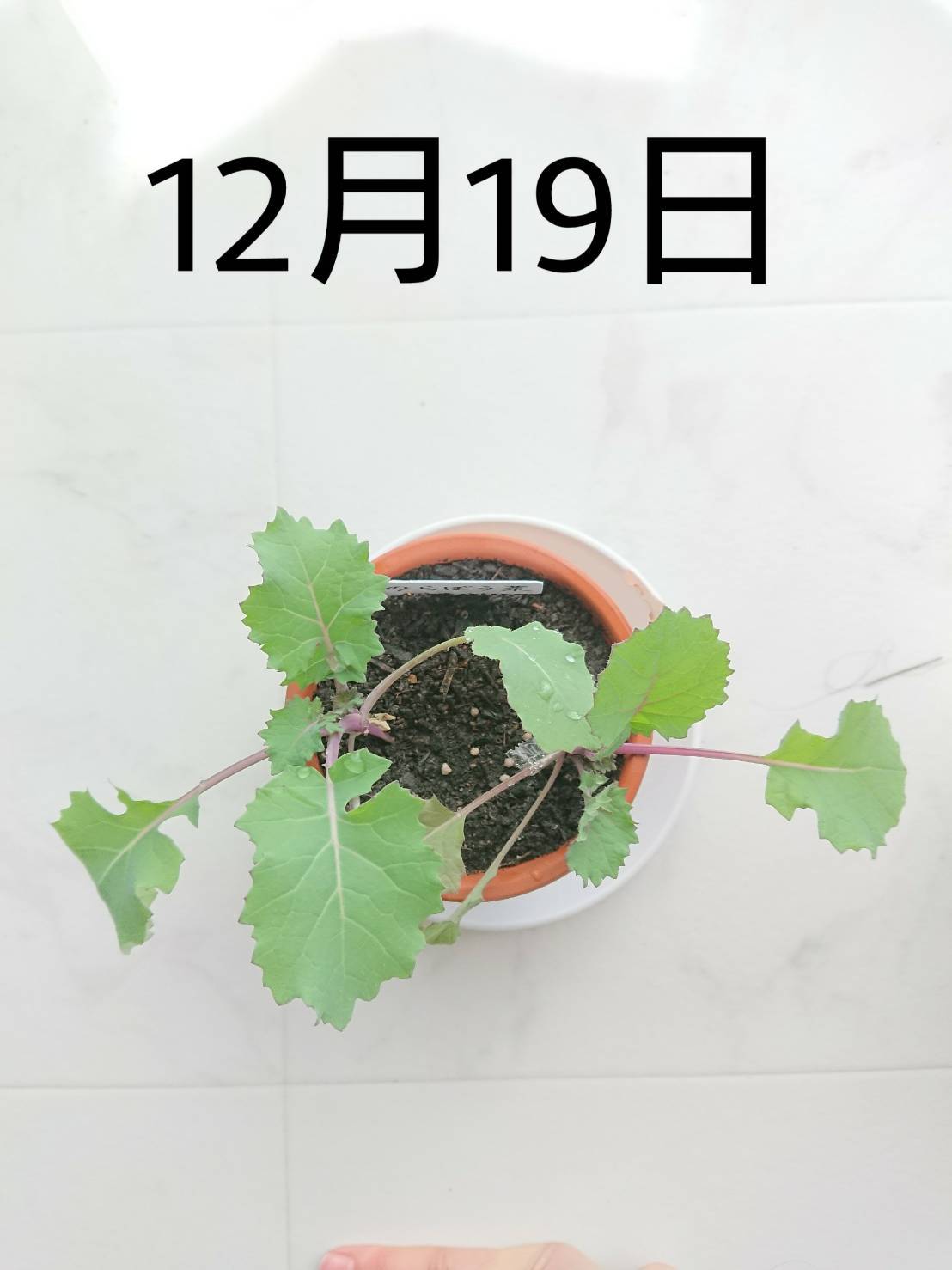 http://www.ige.tohoku.ac.jp/prg/watanabe/as-vegetable2019/images/20191219153544-ddf829a6c240b0f056513057a69392c7e8ceab18.jpg