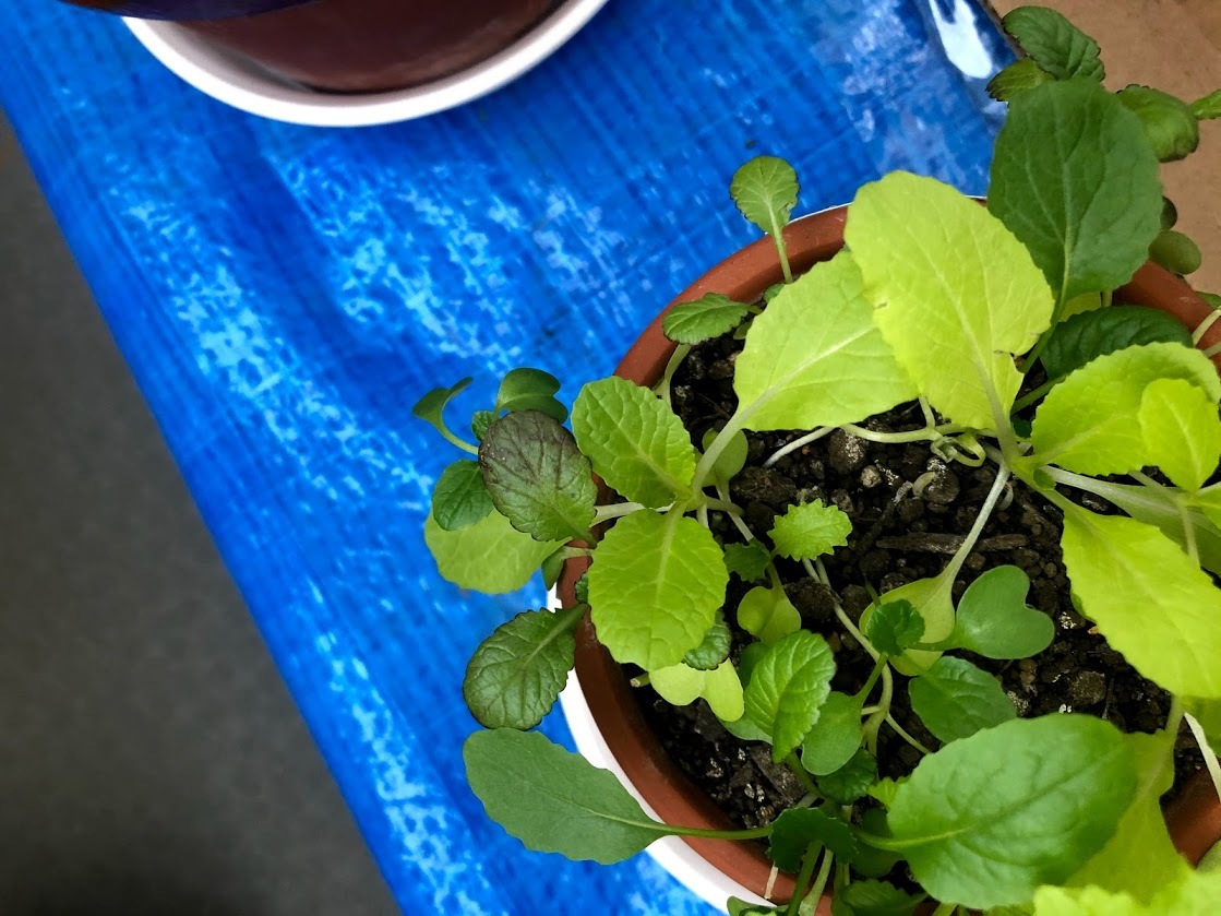 http://www.ige.tohoku.ac.jp/prg/watanabe/as-vegetable2019/images/20191220122957-5c0b73b88c3f8a2308c81b0ac44ea01d836003a2.jpg